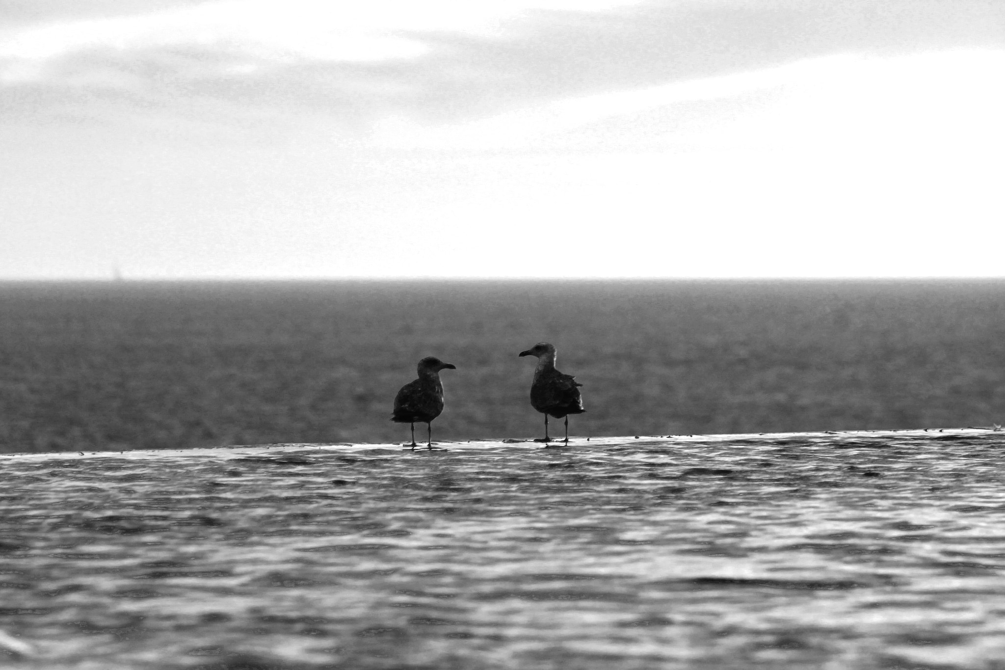 Canon EOS 1100D (EOS Rebel T3 / EOS Kiss X50) + EF75-300mm f/4-5.6 sample photo. Birdlove photography