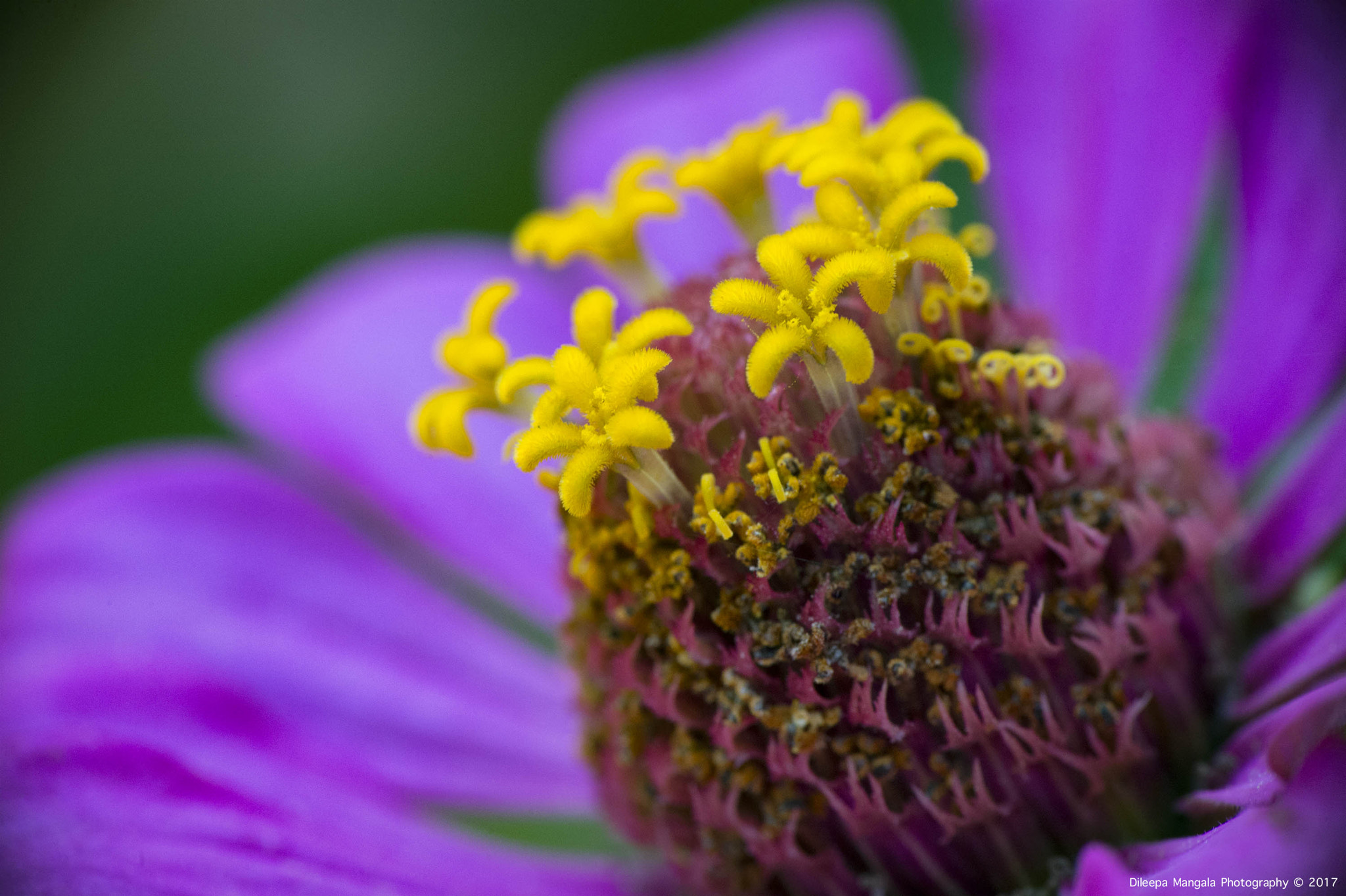 Nikon AF-S Micro-Nikkor 105mm F2.8G IF-ED VR sample photo