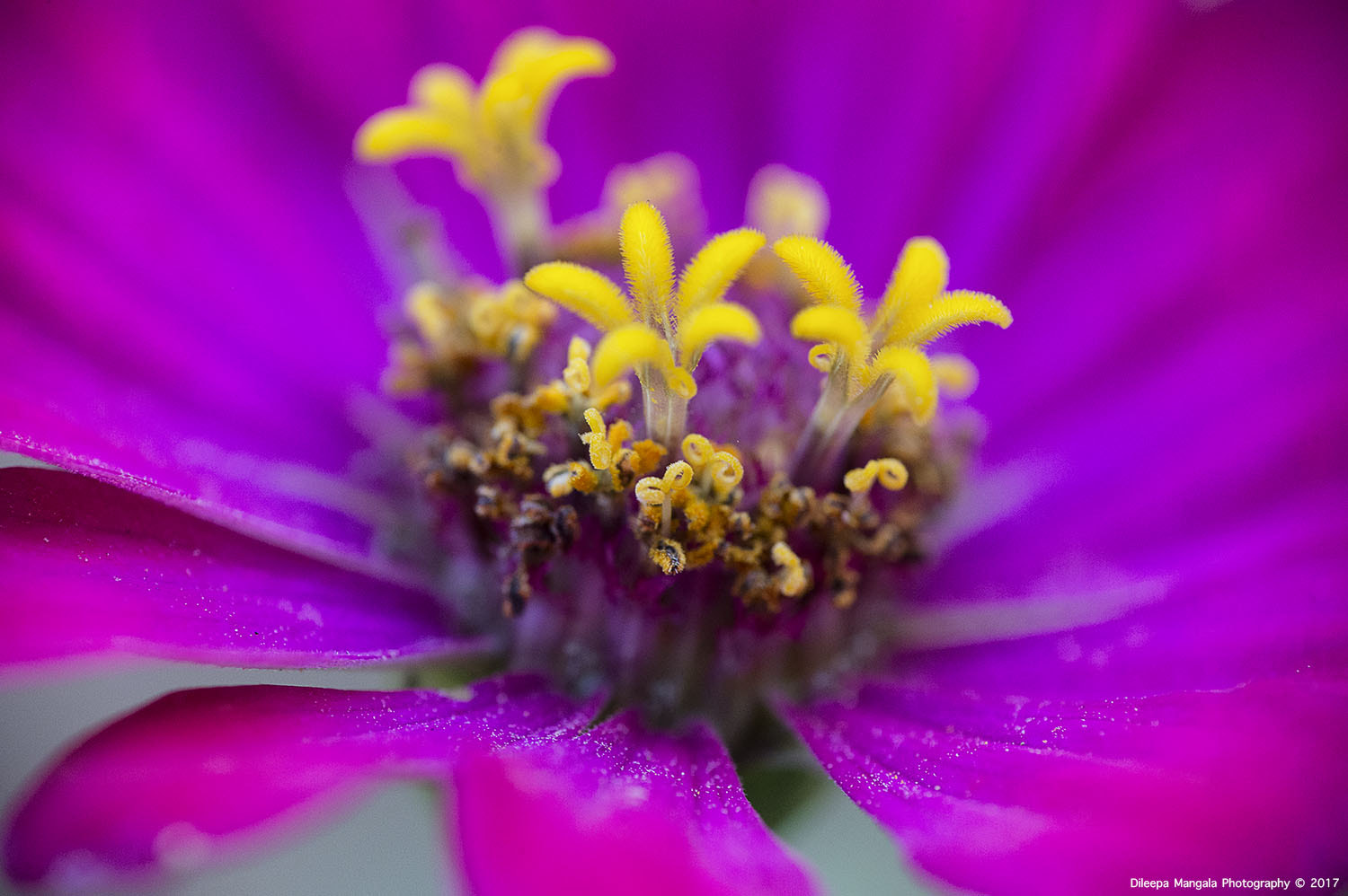 Nikon AF-S Micro-Nikkor 105mm F2.8G IF-ED VR sample photo