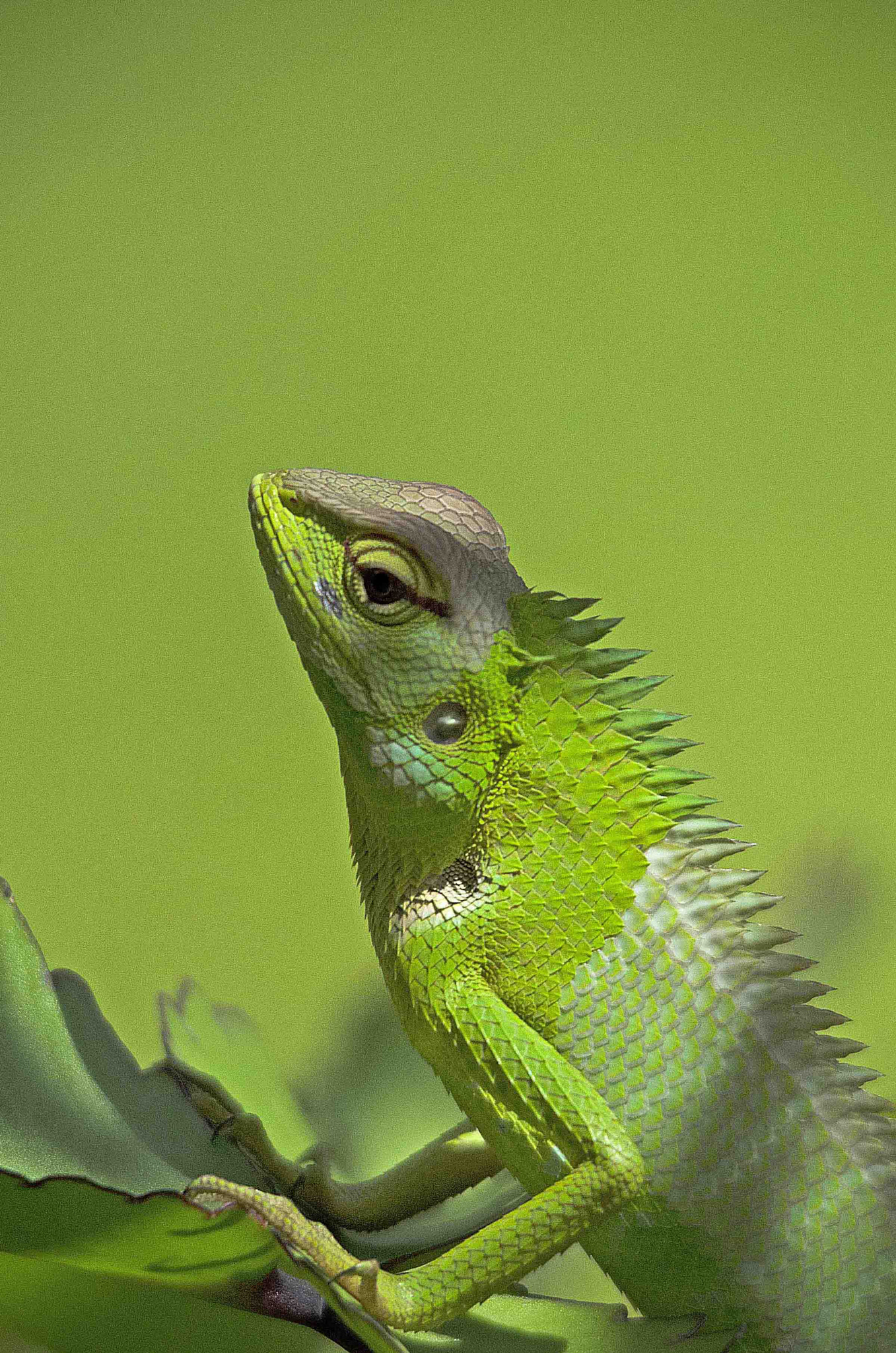Sigma 150-500mm F5-6.3 DG OS HSM sample photo