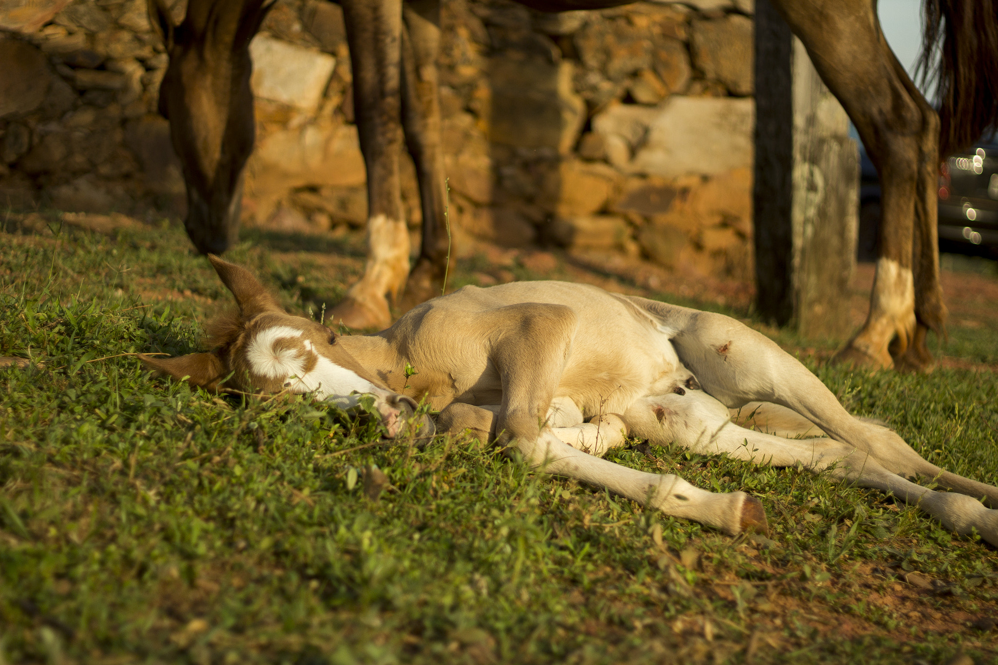 Canon EF 50mm F1.8 II sample photo. Potro photography