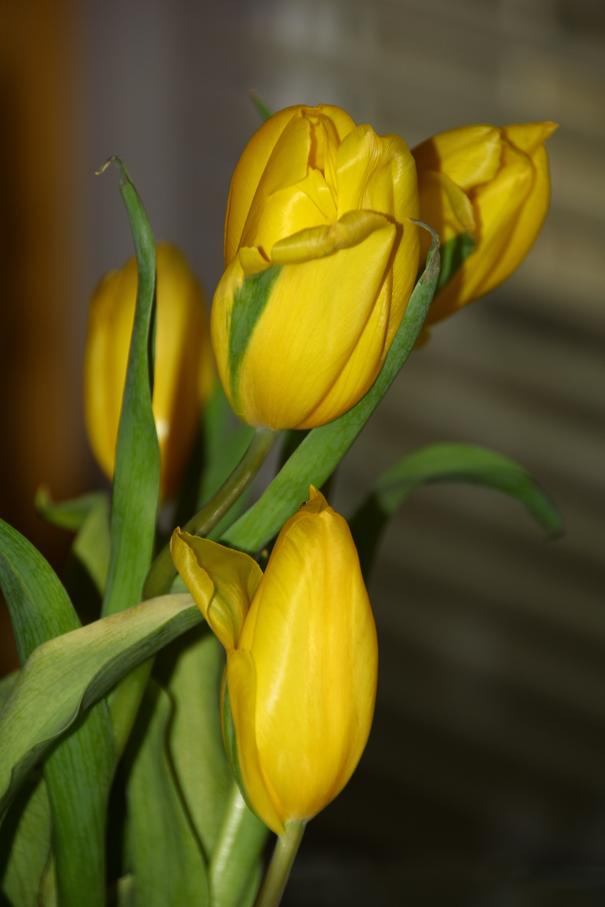 Canon EOS 60D + Tamron 18-270mm F3.5-6.3 Di II VC PZD sample photo. Yellow tulips photography
