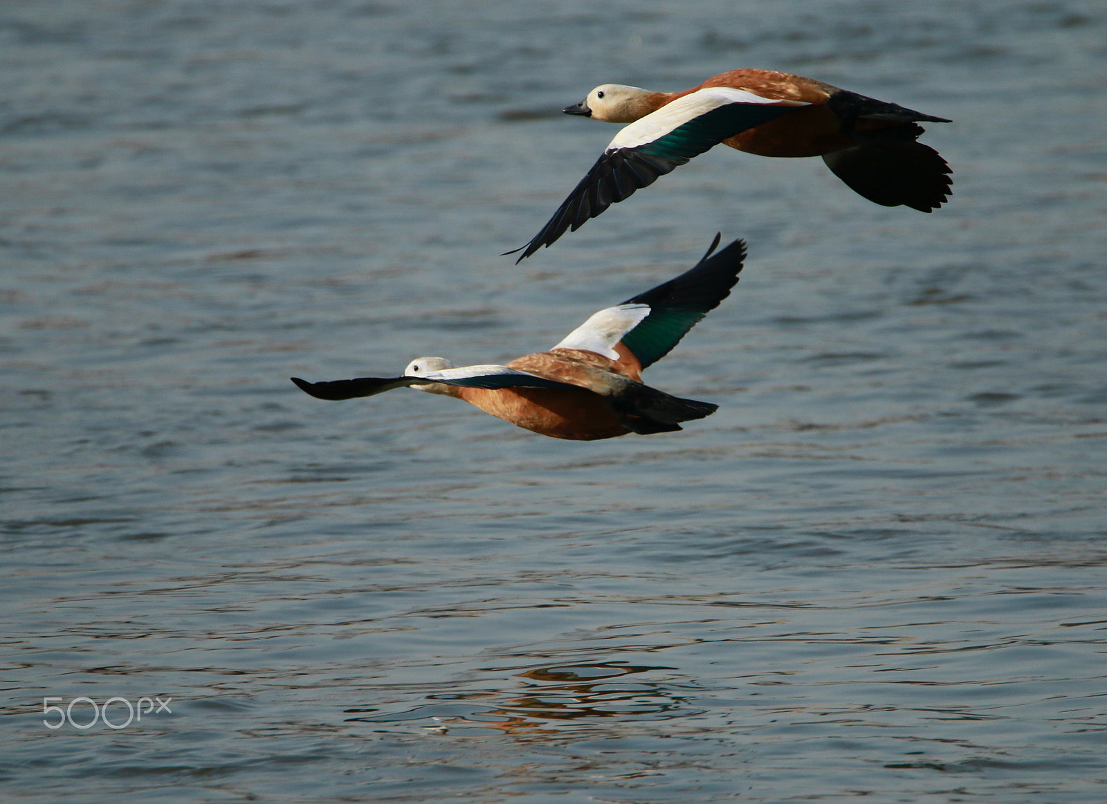 Tamron SP 150-600mm F5-6.3 Di VC USD sample photo. Flying birds photography