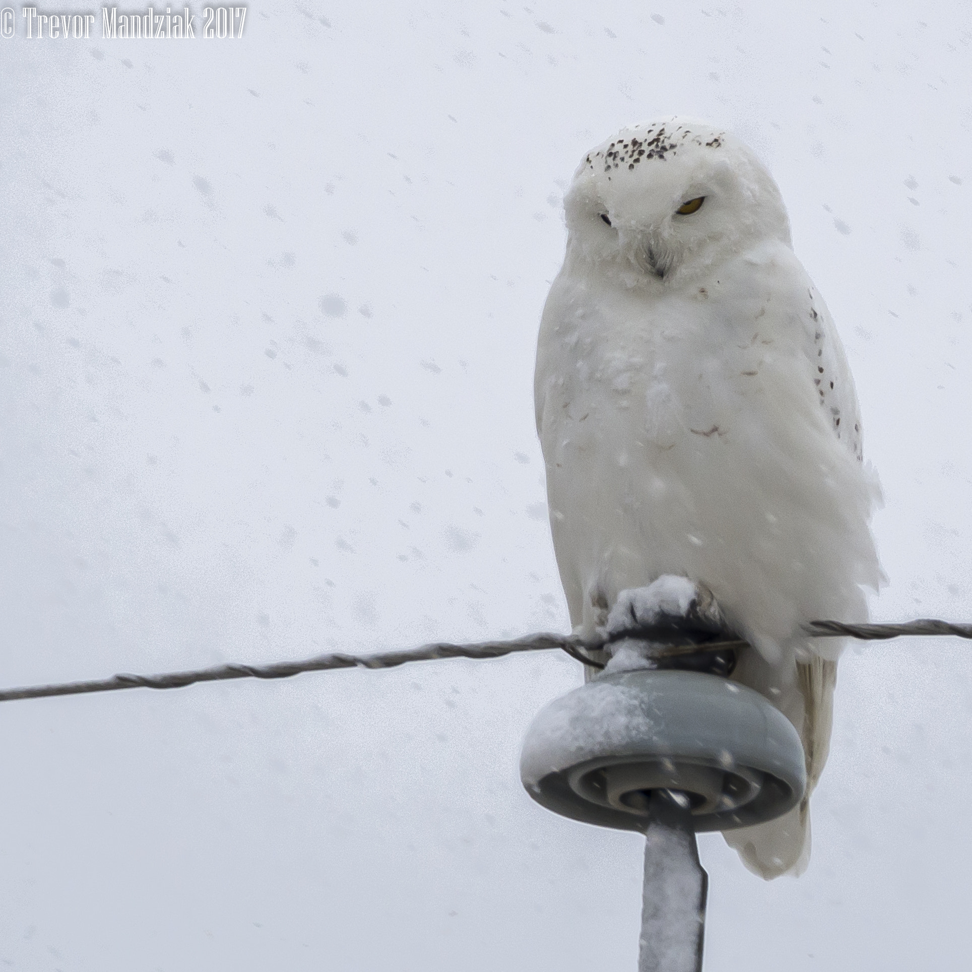 Olympus OM-D E-M10 II sample photo. Snow storm snowy photography