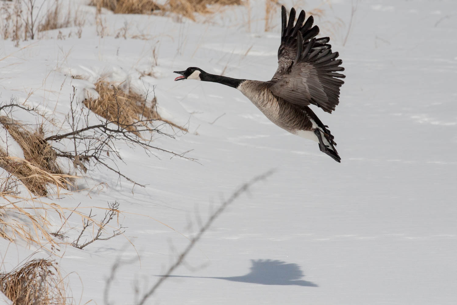 Canon EOS 40D + Canon EF 70-200mm F4L USM sample photo. Candian goose and his shadow. photography