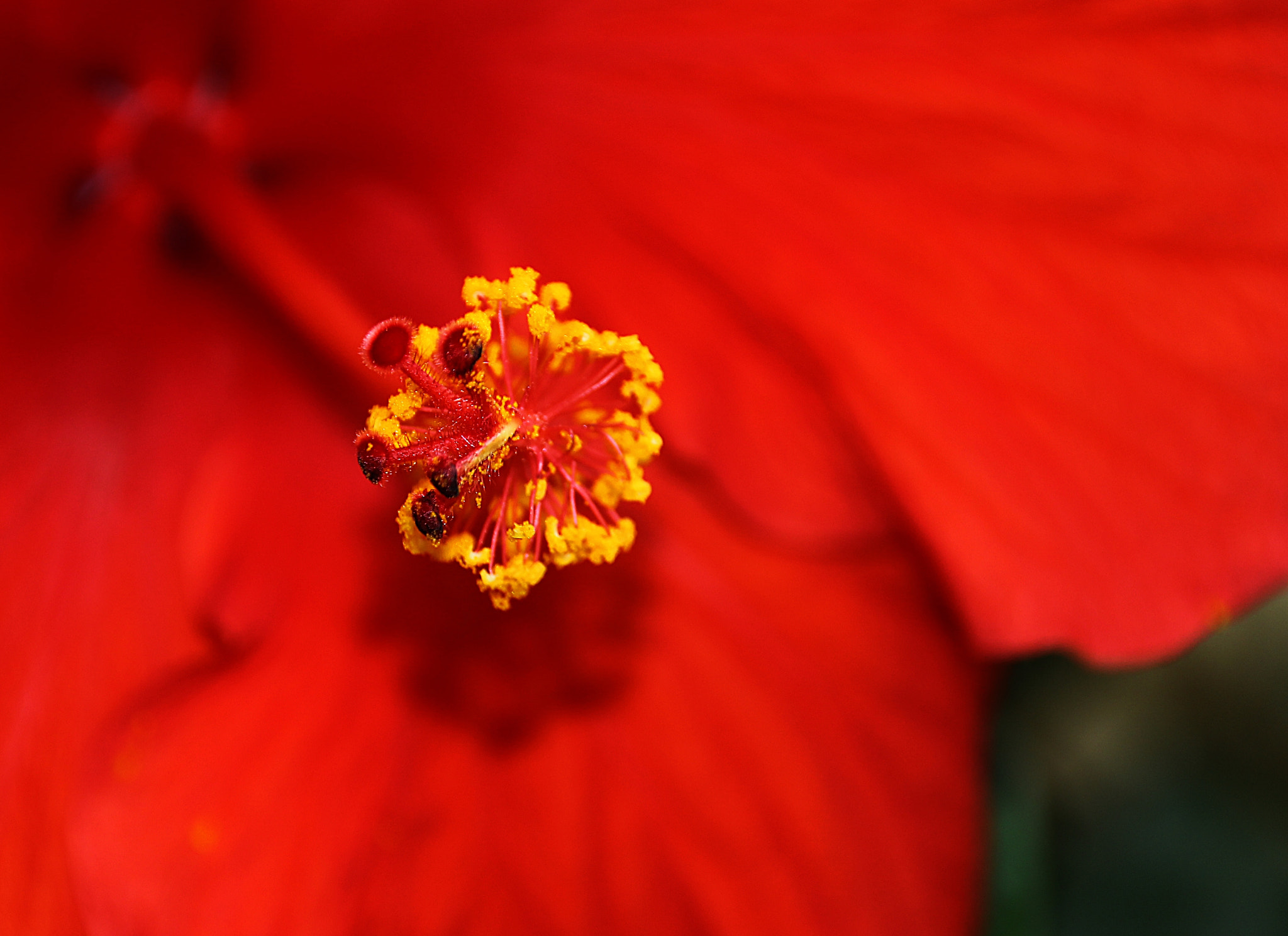 Canon EOS 60D + Tamron 18-270mm F3.5-6.3 Di II VC PZD sample photo. Hibiscus photography