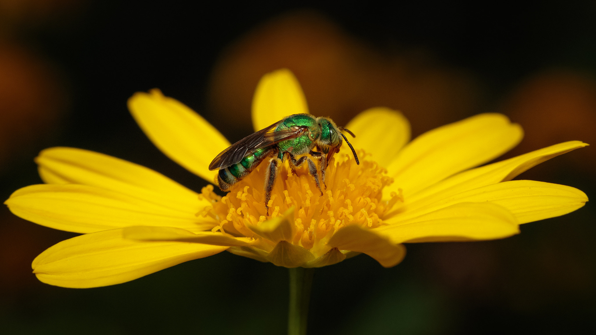 Canon EOS 7D Mark II sample photo. Metallic green bee photography