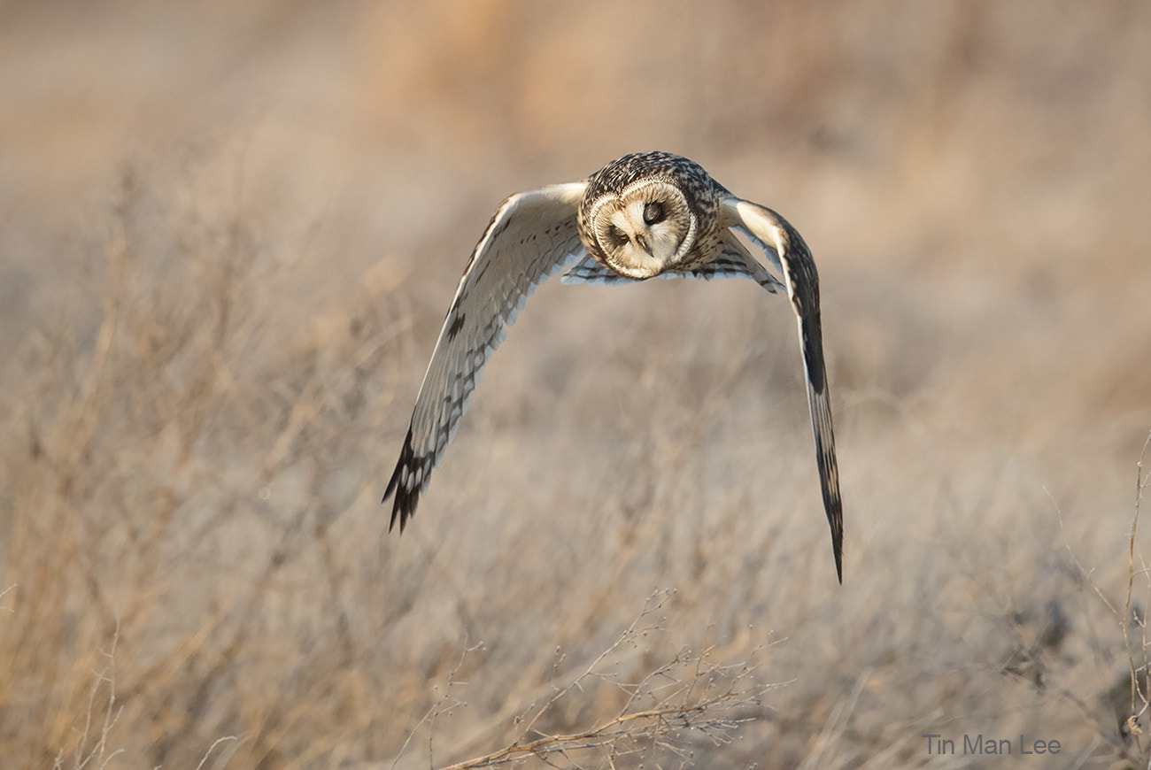 Canon EOS-1D X Mark II sample photo. Sleep flying photography