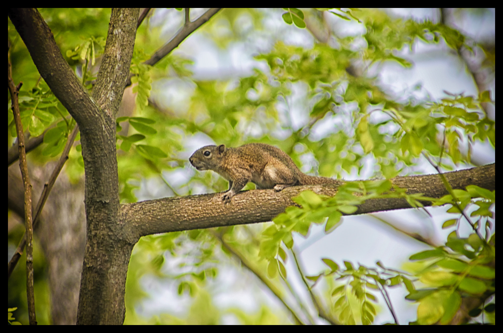 Canon EOS 1200D (EOS Rebel T5 / EOS Kiss X70 / EOS Hi) + EF75-300mm f/4-5.6 sample photo. A squirrels photography