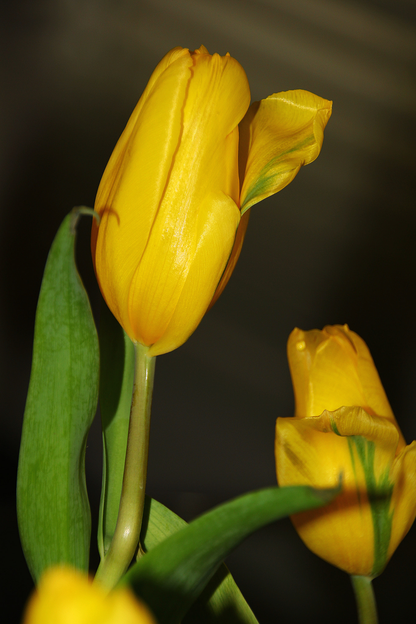 Canon EOS 60D sample photo. Single tulip photography