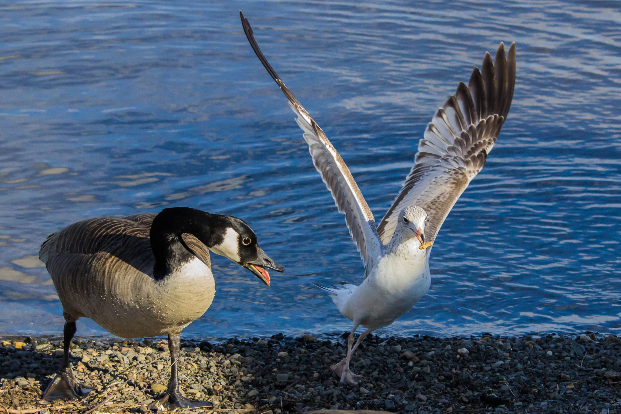 Canon EF-S 55-250mm F4-5.6 IS STM sample photo. Food thief photography
