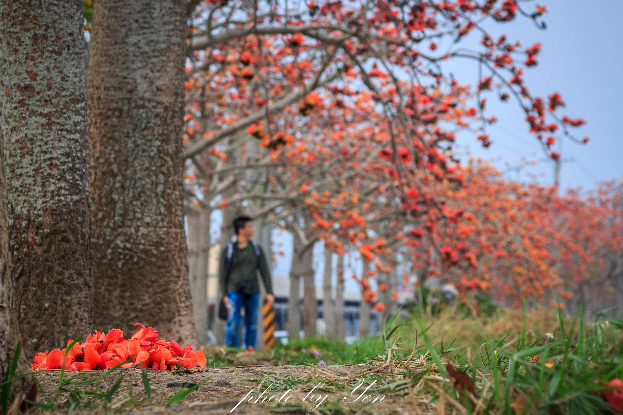 Canon EOS 550D (EOS Rebel T2i / EOS Kiss X4) + Canon EF 24-105mm F4L IS USM sample photo. 木棉盛開 photography