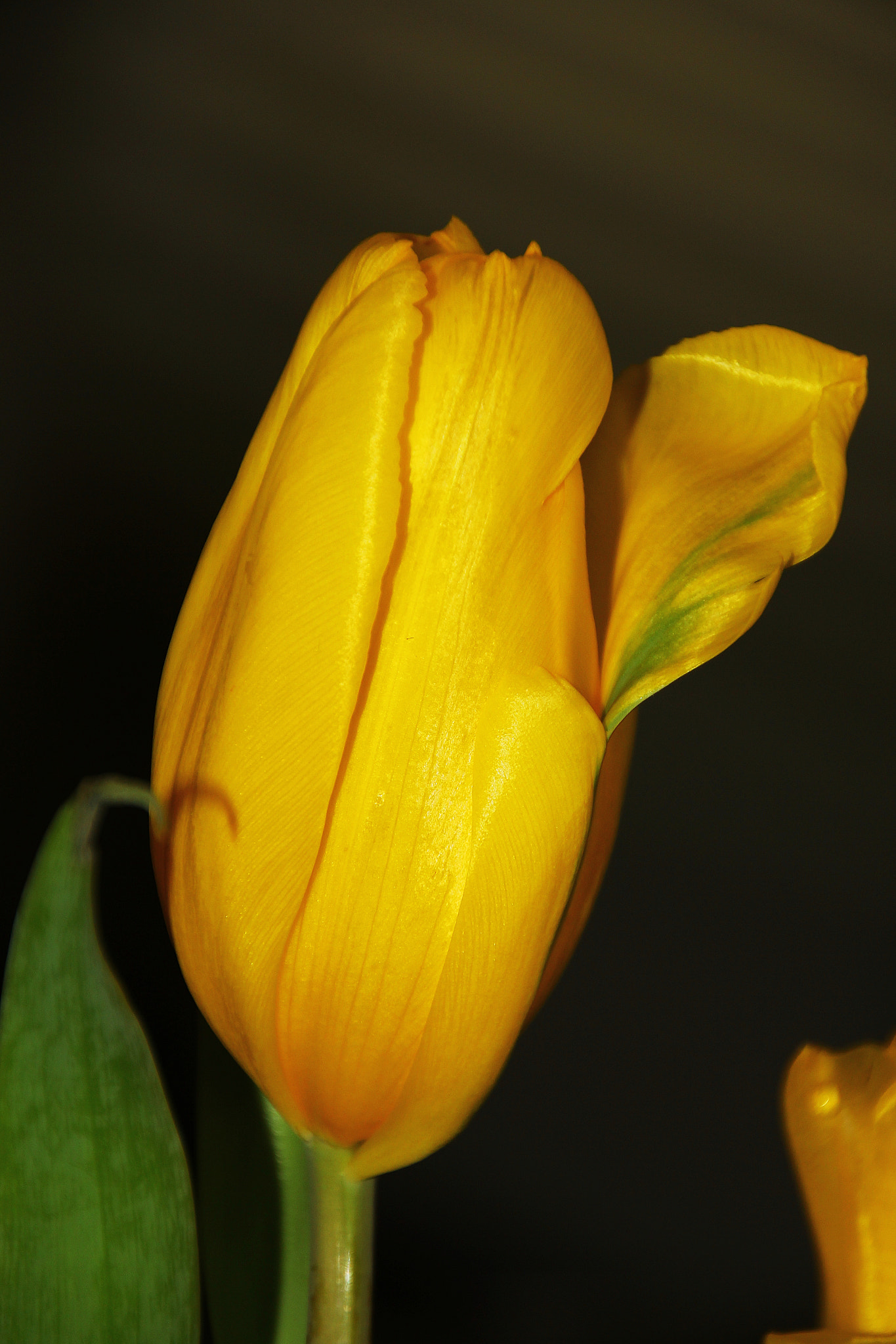 Canon EOS 60D sample photo. Single tulip photography