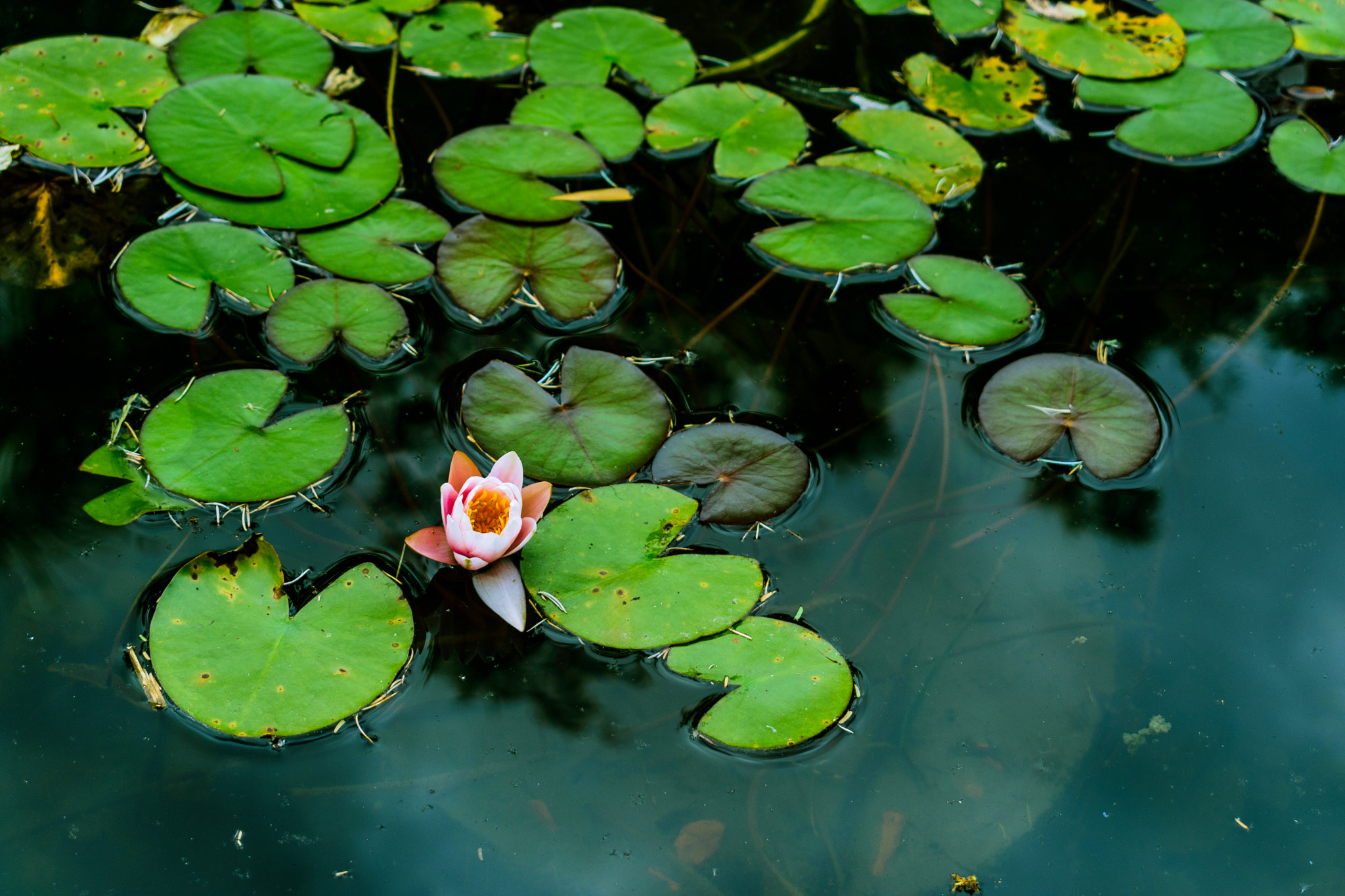 Nikon D3400 sample photo. Belleza en este caos photography