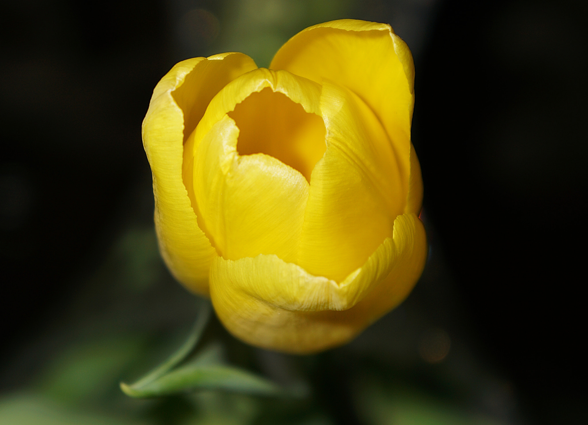 Sony E 18-55mm F3.5-5.6 OSS sample photo. Another tulip photography