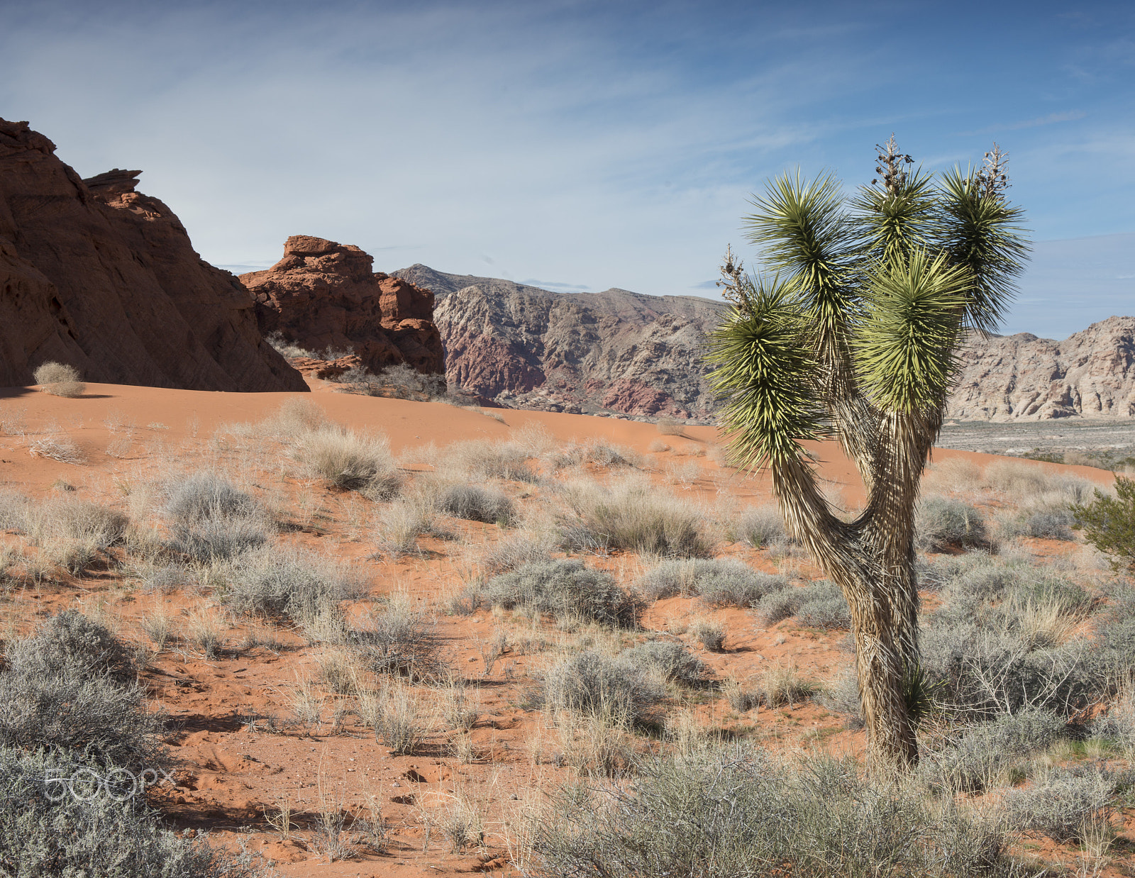 AF Zoom-Nikkor 28-105mm f/3.5-4.5D IF sample photo. Joshua trees photography