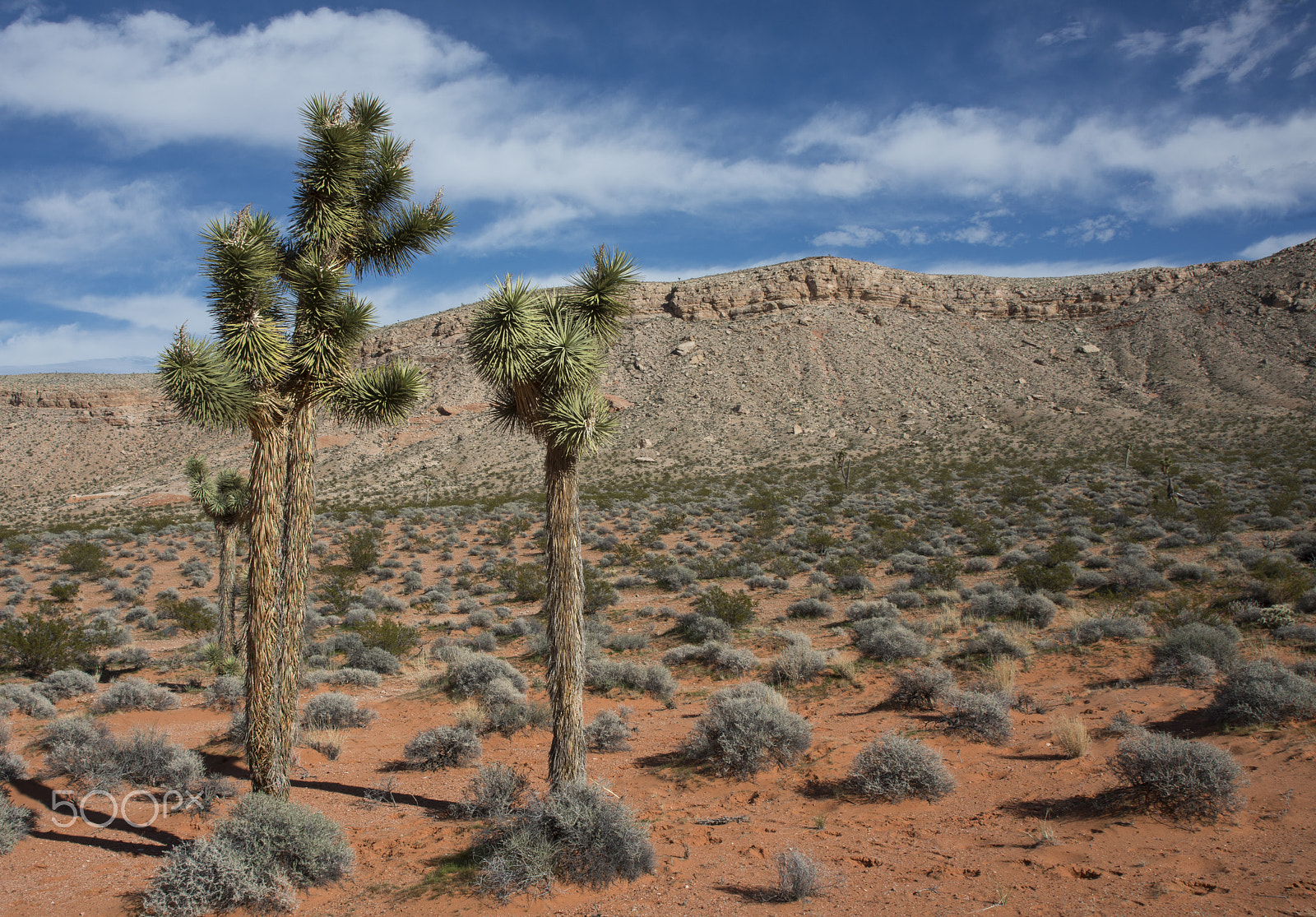 AF Zoom-Nikkor 28-105mm f/3.5-4.5D IF sample photo. Joshua trees photography
