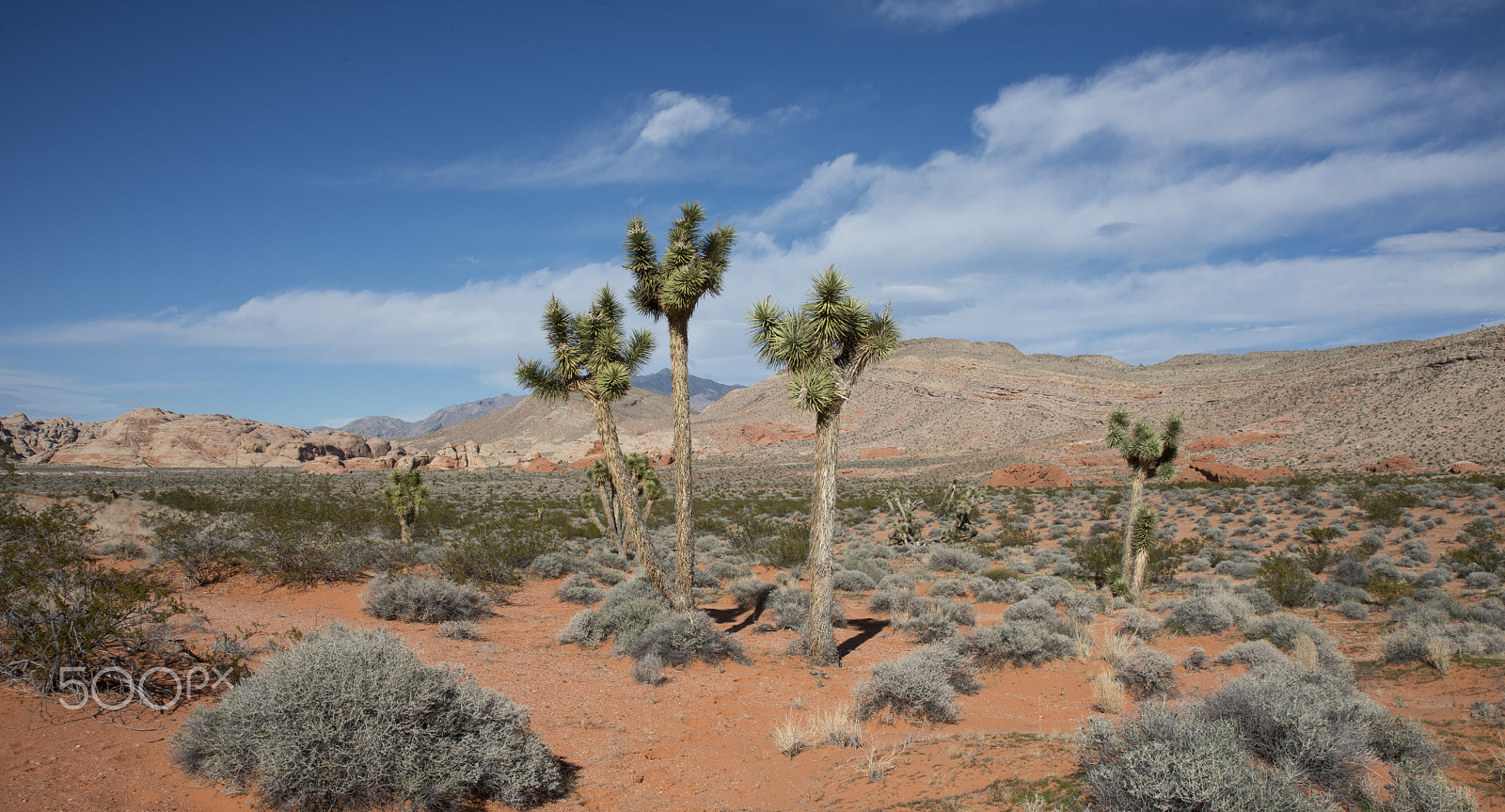 AF Zoom-Nikkor 28-105mm f/3.5-4.5D IF sample photo. Joshua trees photography