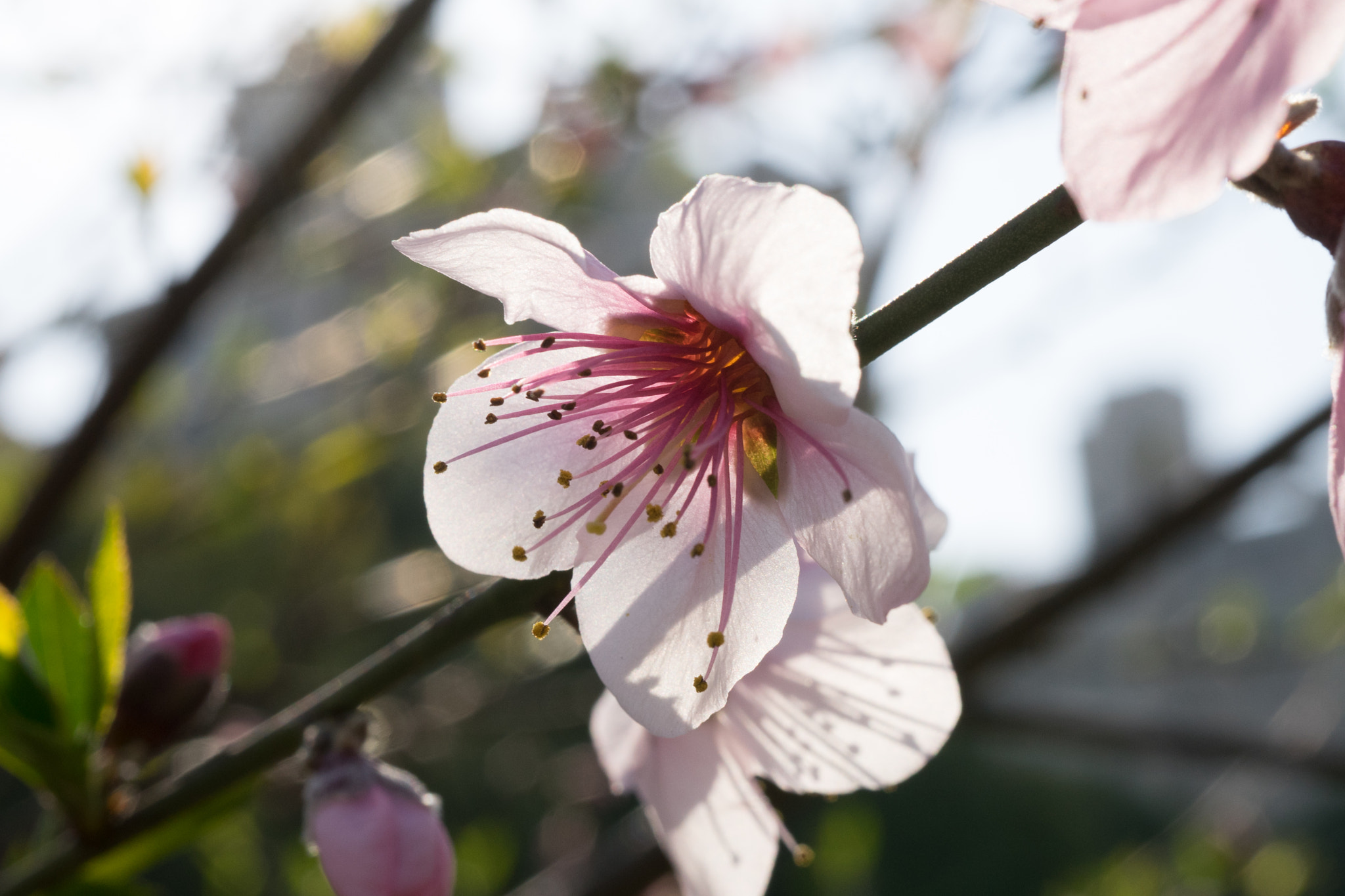 Sony a7 + Sony FE 50mm F2.8 Macro sample photo. Peach blossom #1 photography