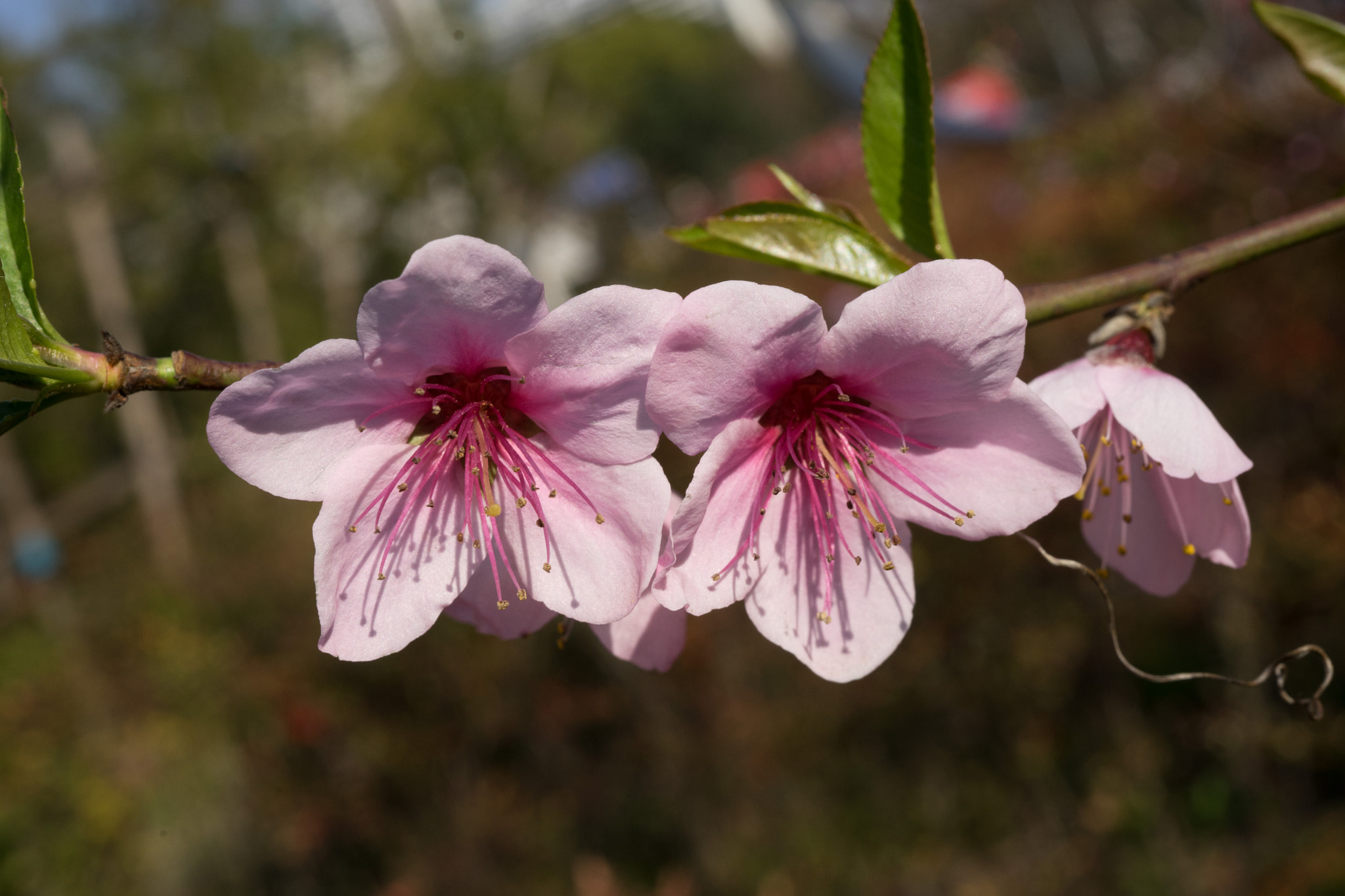 Sony a7 + Sony FE 50mm F2.8 Macro sample photo. Peach blossom #3 photography