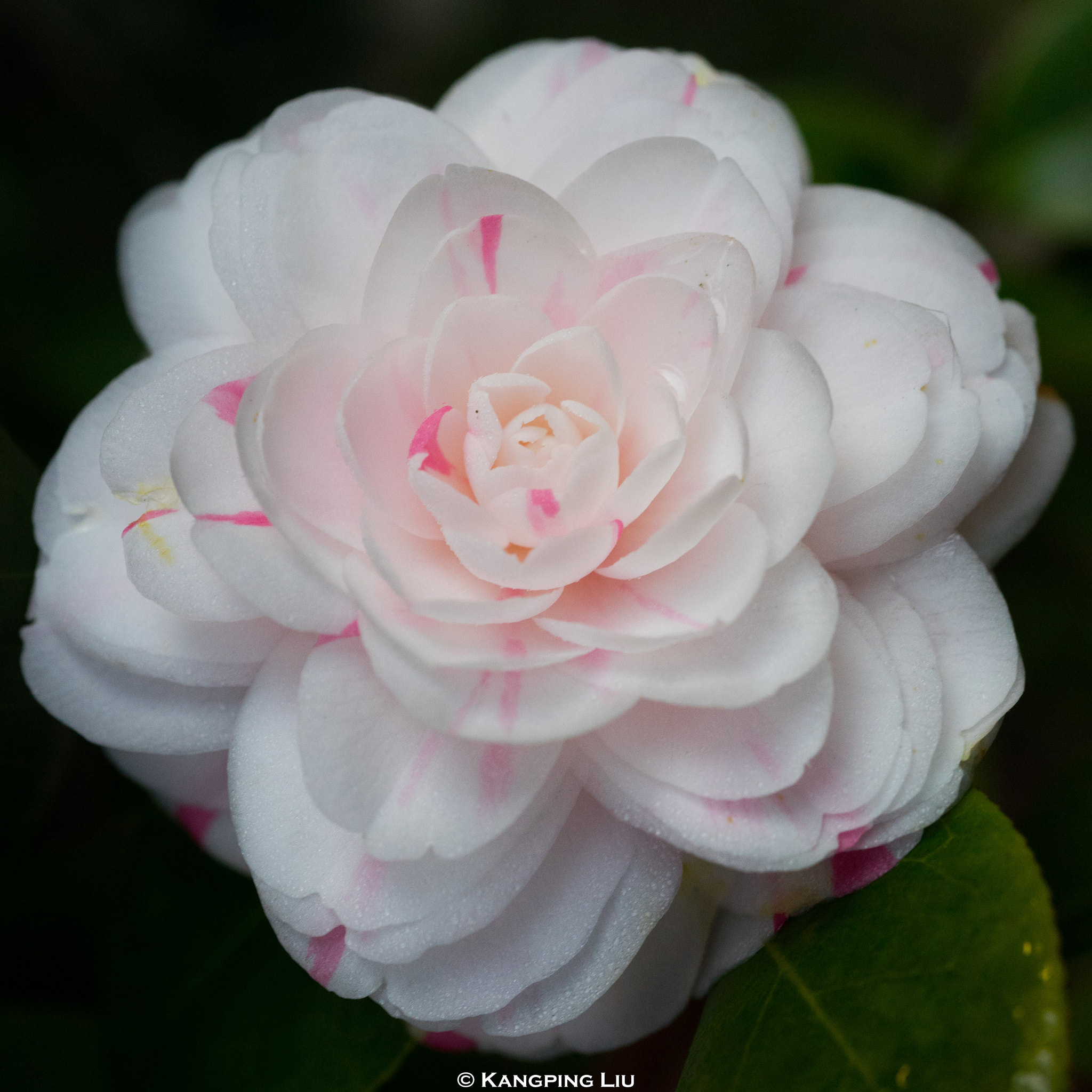 Sony a7 + Sony FE 50mm F2.8 Macro sample photo. Camellia #2 photography