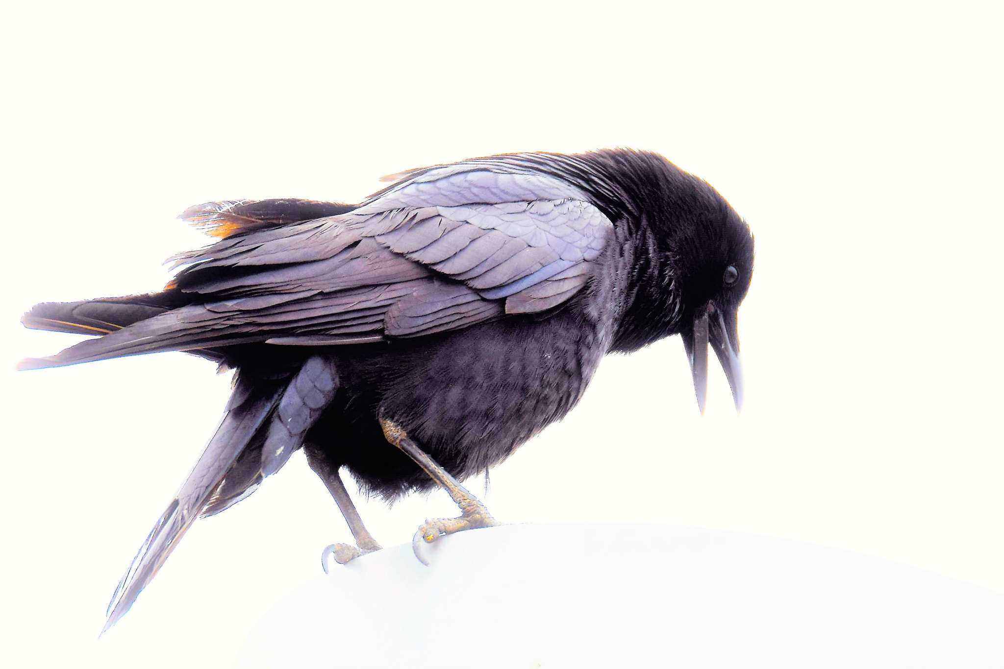 Nikon D3300 + Tamron SP 150-600mm F5-6.3 Di VC USD sample photo. The raven the message *;) photography