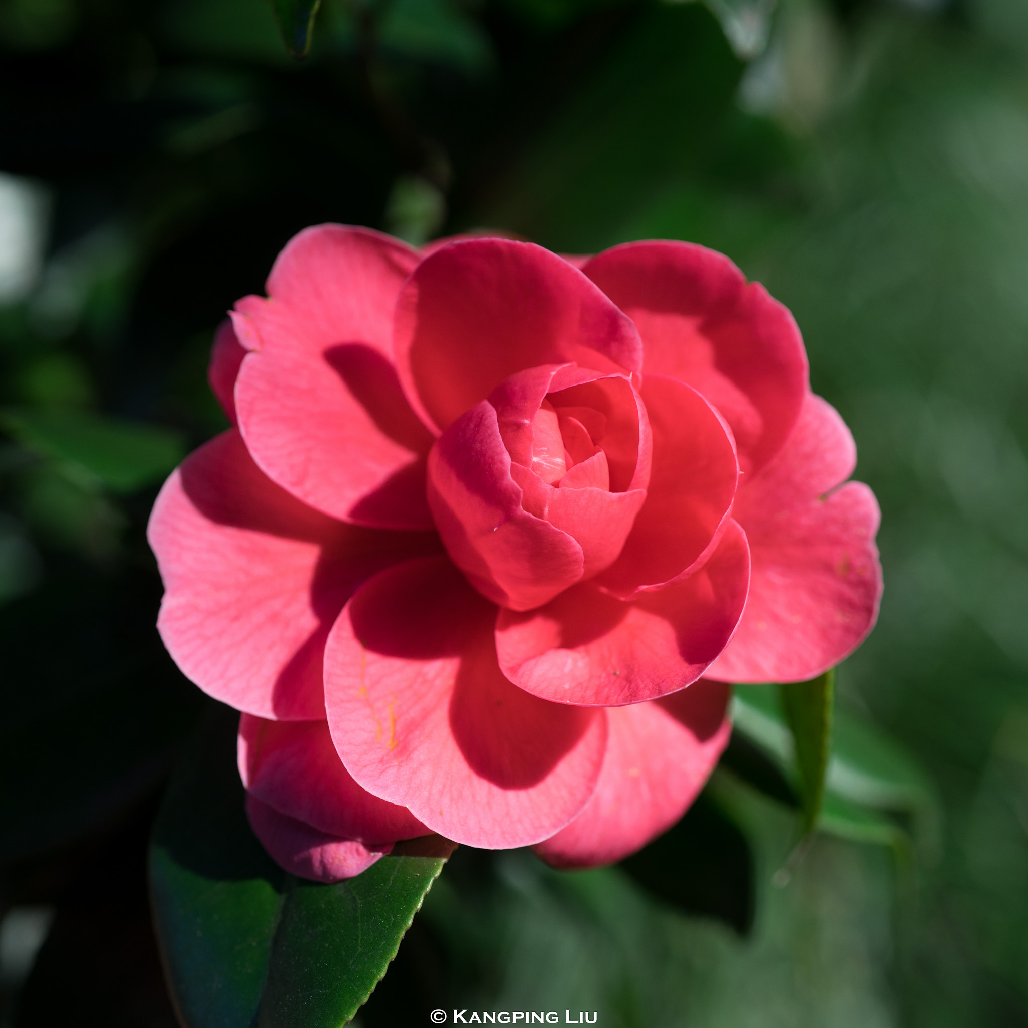 Sony a7 sample photo. Camellia #3 photography