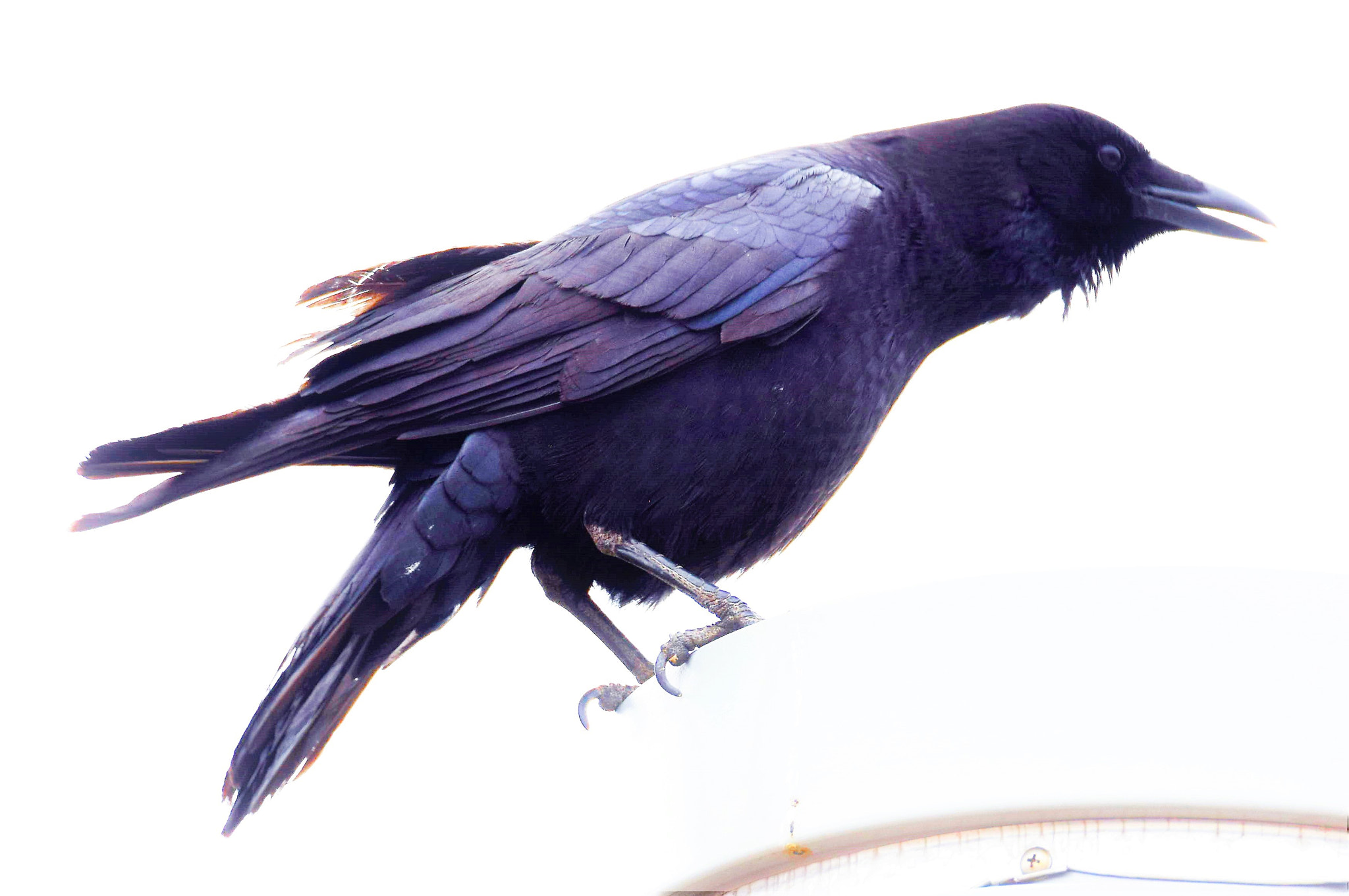 Nikon D3300 sample photo. Raven bring'n the new's *;) photography