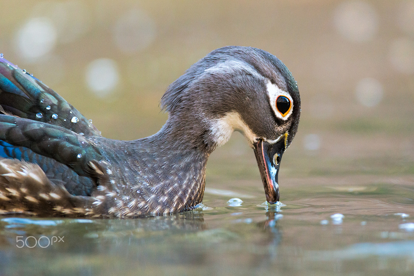Nikon AF-S Nikkor 300mm F4D ED-IF sample photo. A touch...of class photography