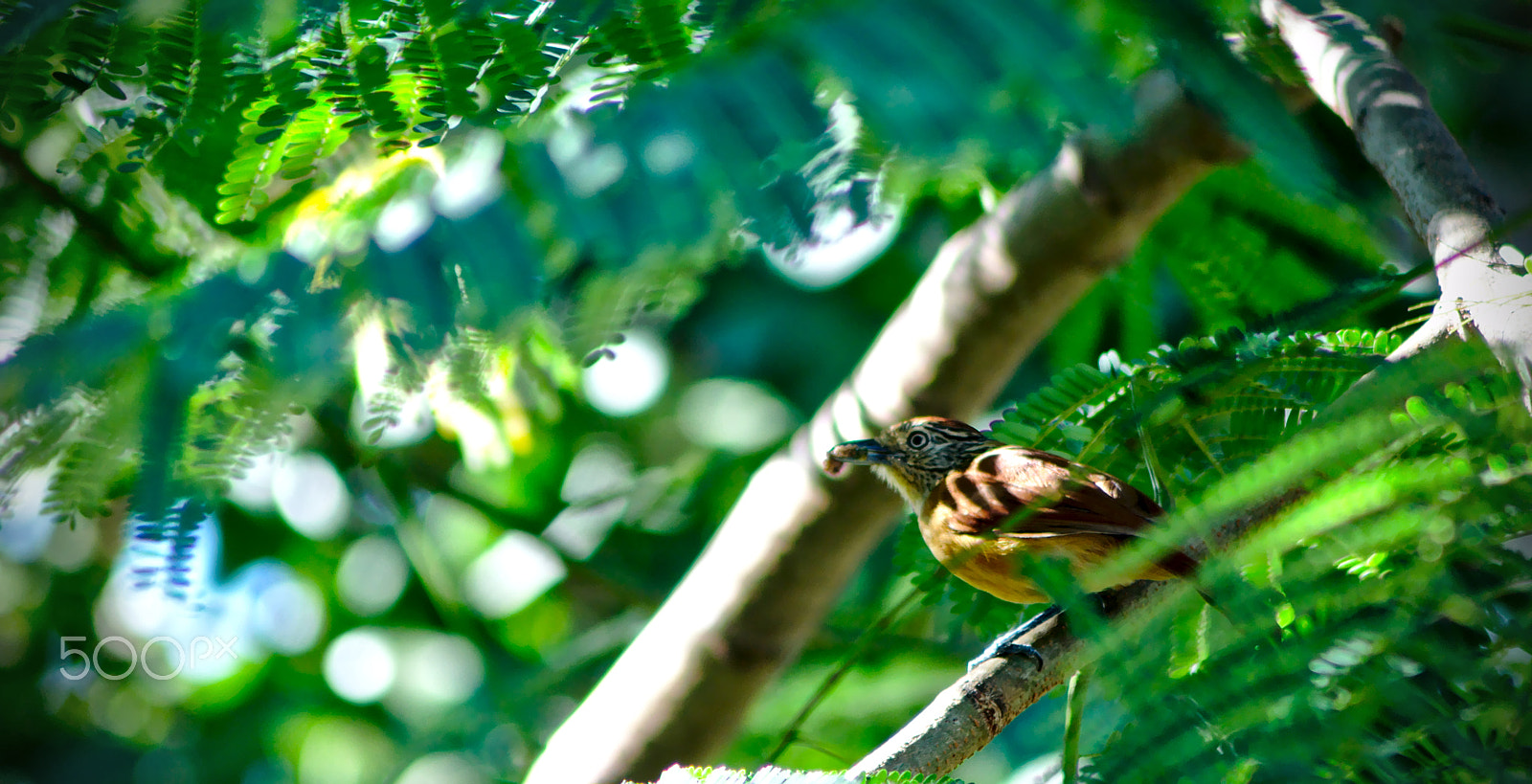 Nikon AF Nikkor 70-300mm F4-5.6G sample photo. Thamnophilus doliatus (♀) photography
