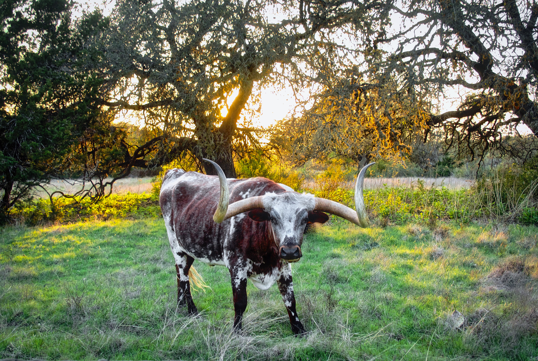 Olympus OM-D E-M1 sample photo. Sunset under the oaks photography