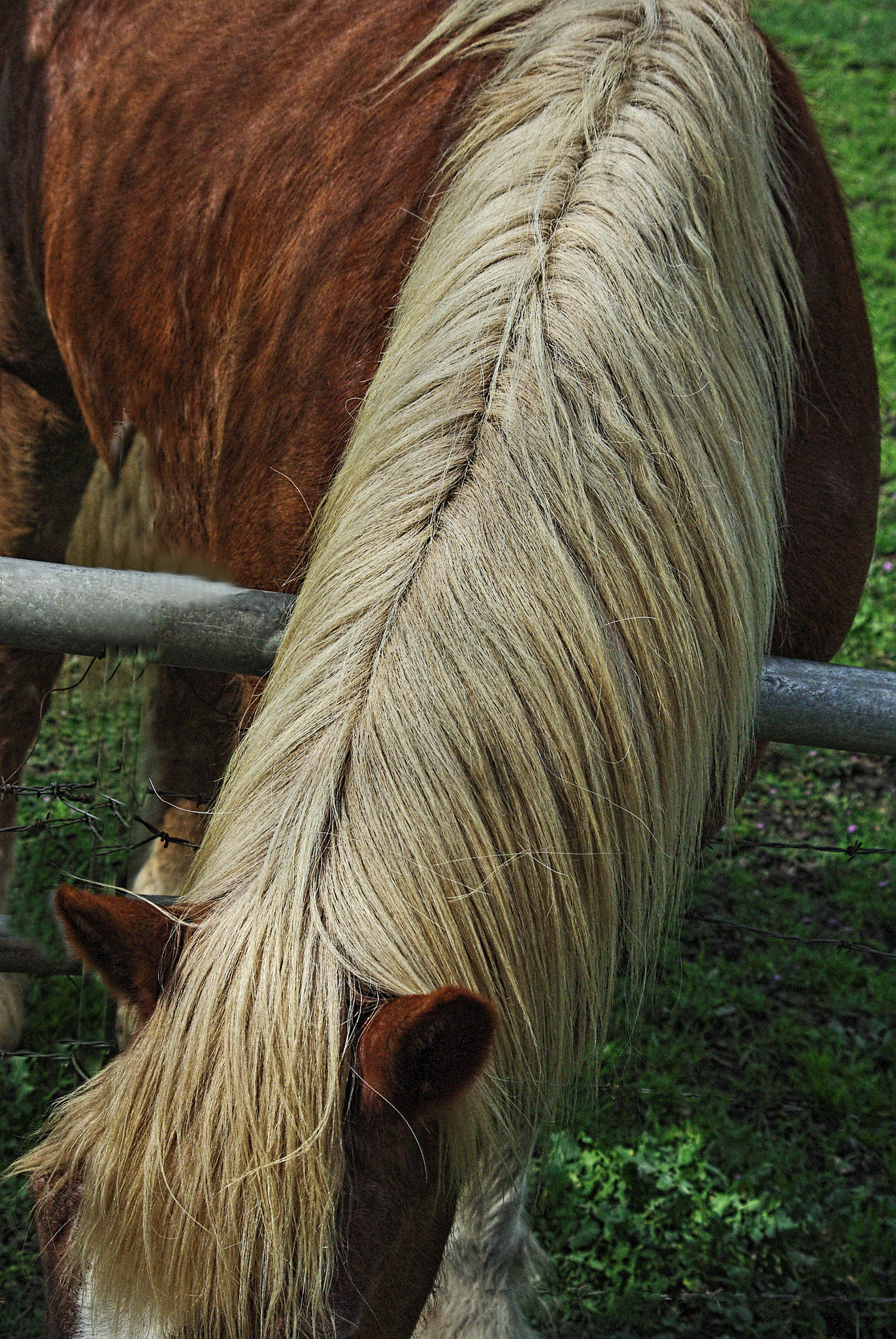 Pentax K200D sample photo. A big mane photography