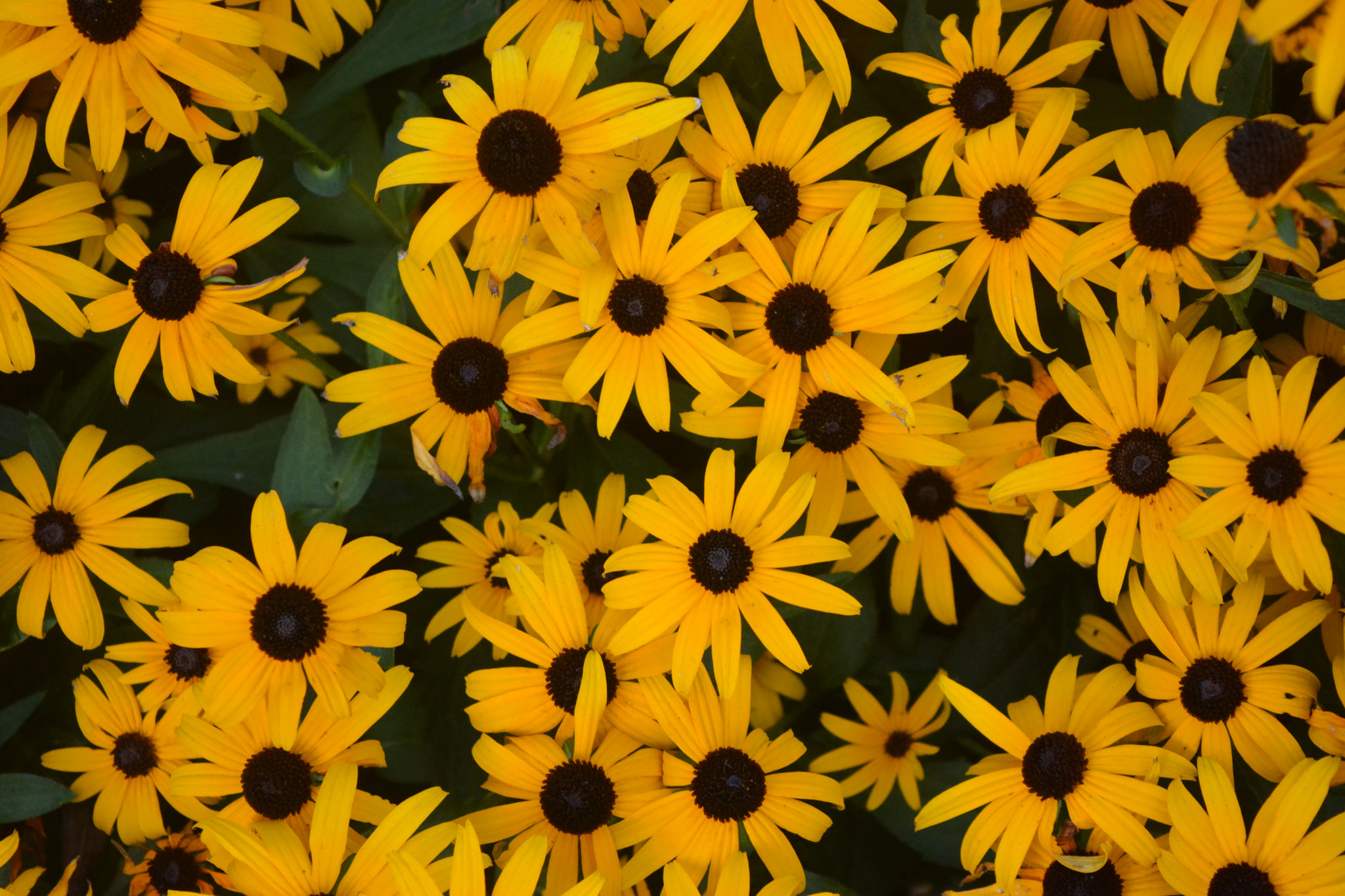 Nikon D7100 sample photo. Sunflowers photography