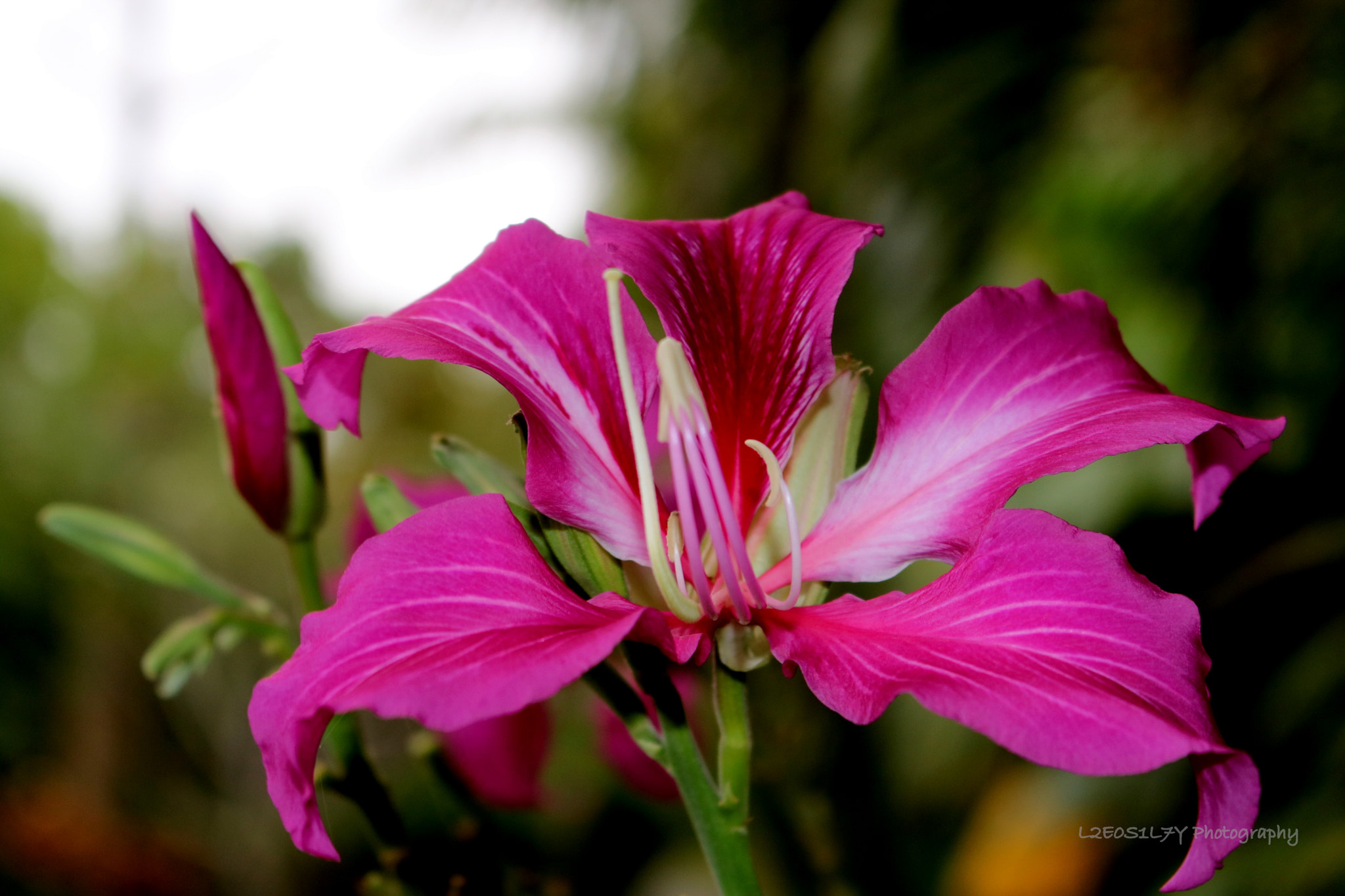 Canon EOS 760D (EOS Rebel T6s / EOS 8000D) sample photo. Pink beauty.... photography