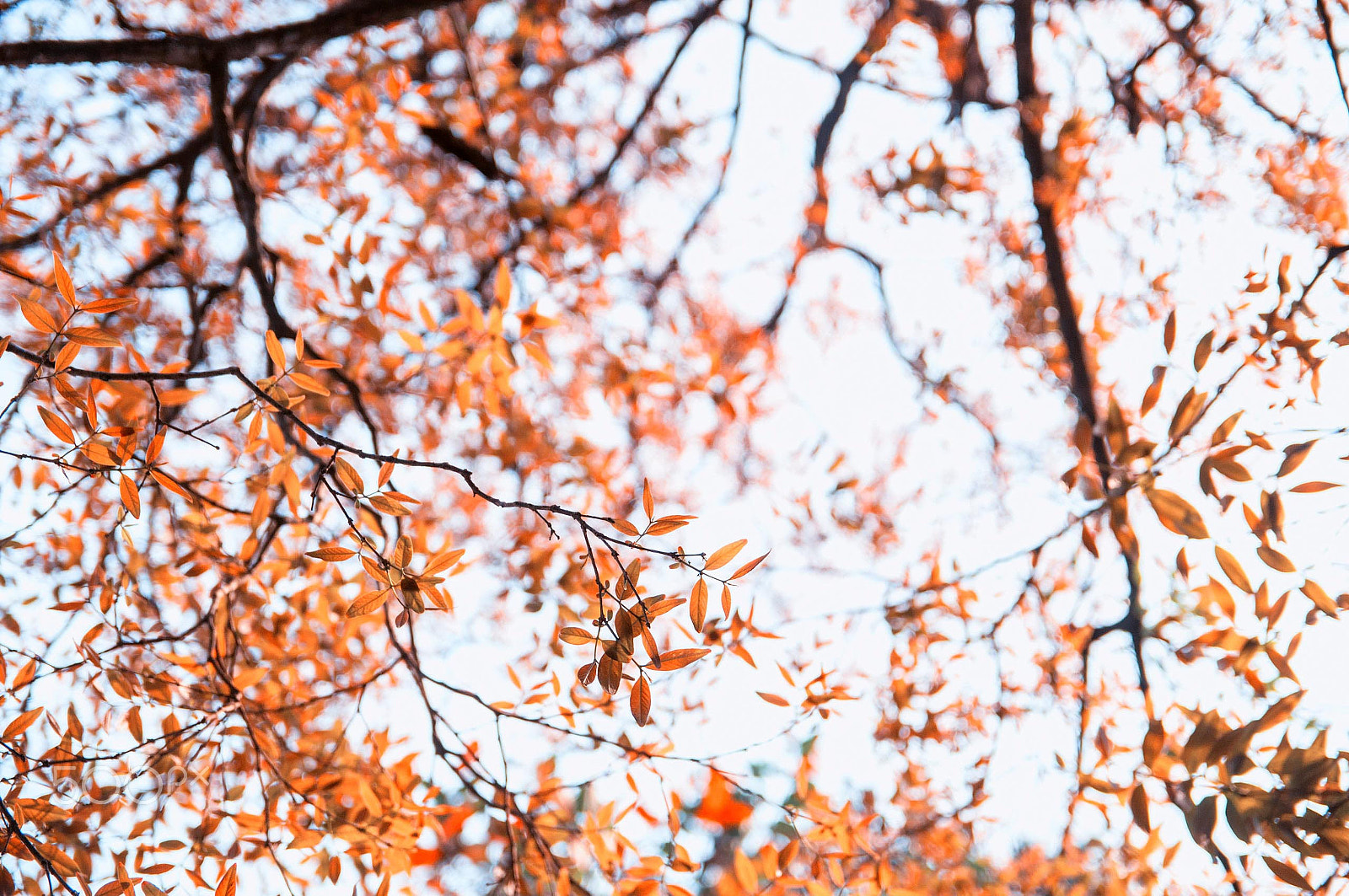 Sigma 17-50mm F2.8 EX DC OS HSM sample photo. Color of april photography