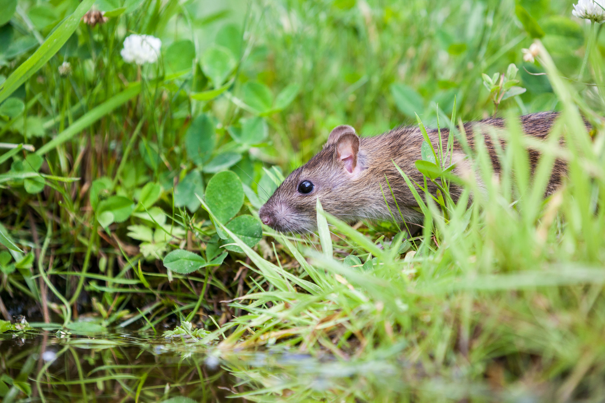 Canon EOS 5D Mark II + Canon EF 70-200mm F2.8L IS II USM sample photo. Nature whit rat photography