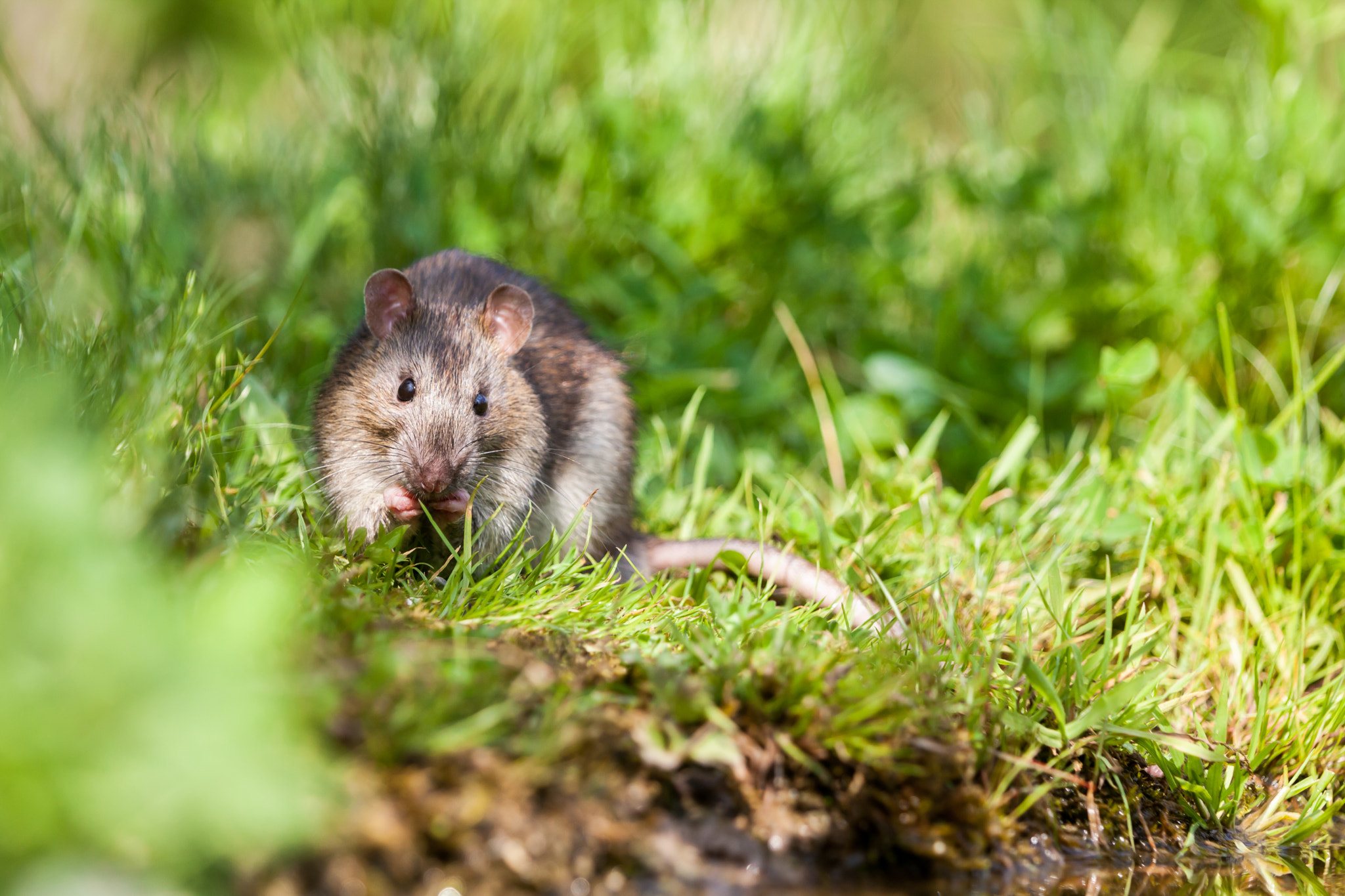 Canon EF 70-200mm F2.8L IS II USM sample photo. Nature whit rat photography