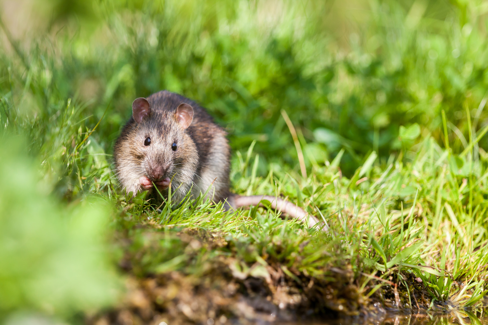 Canon EOS 5D Mark II + Canon EF 70-200mm F2.8L IS II USM sample photo. Nature whit rat photography