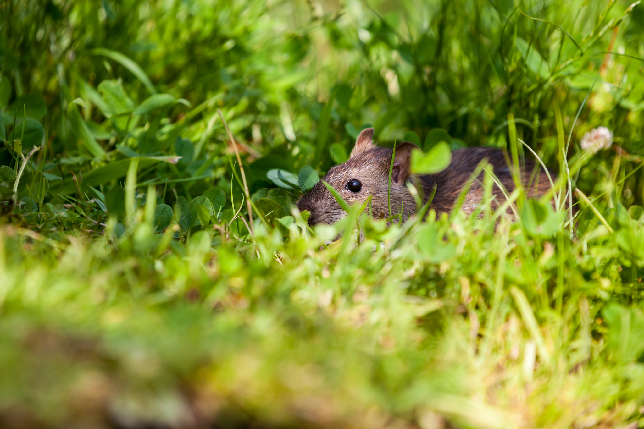 Canon EOS 5D Mark II + Canon EF 70-200mm F2.8L IS II USM sample photo. Nature whit rat photography