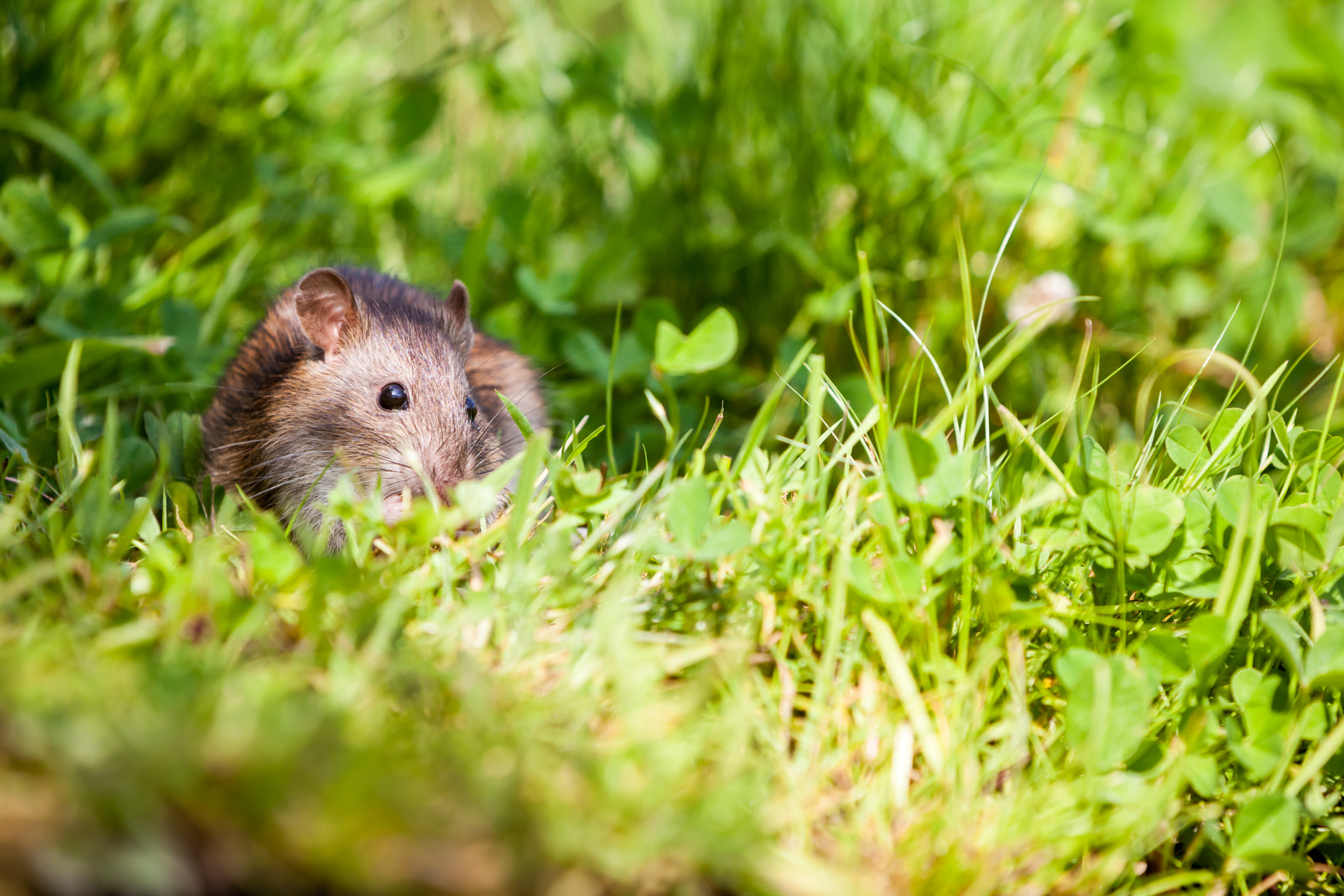 Canon EOS 5D Mark II + Canon EF 70-200mm F2.8L IS II USM sample photo. Nature whit rat photography