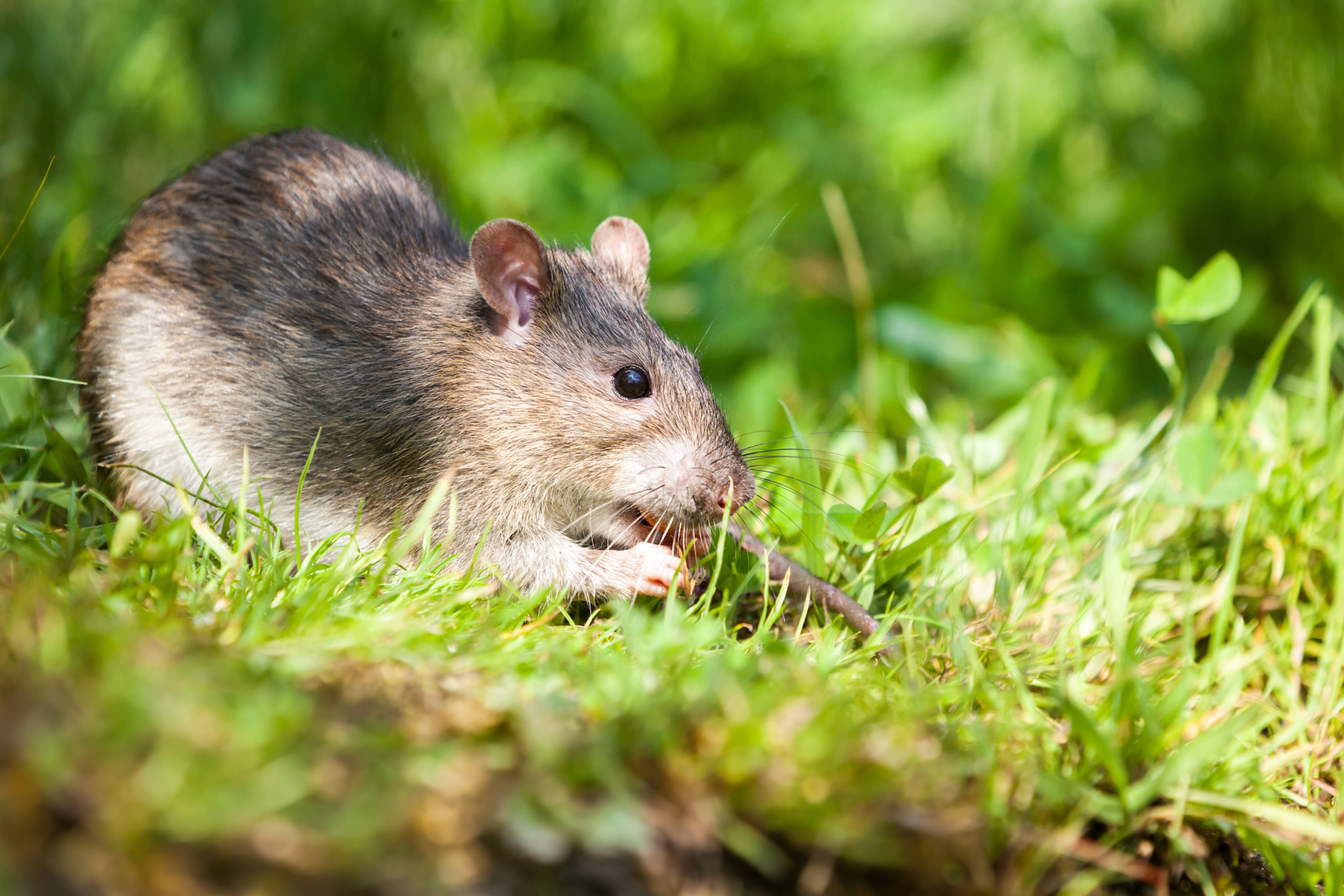 Canon EF 70-200mm F2.8L IS II USM sample photo. Nature whit rat photography