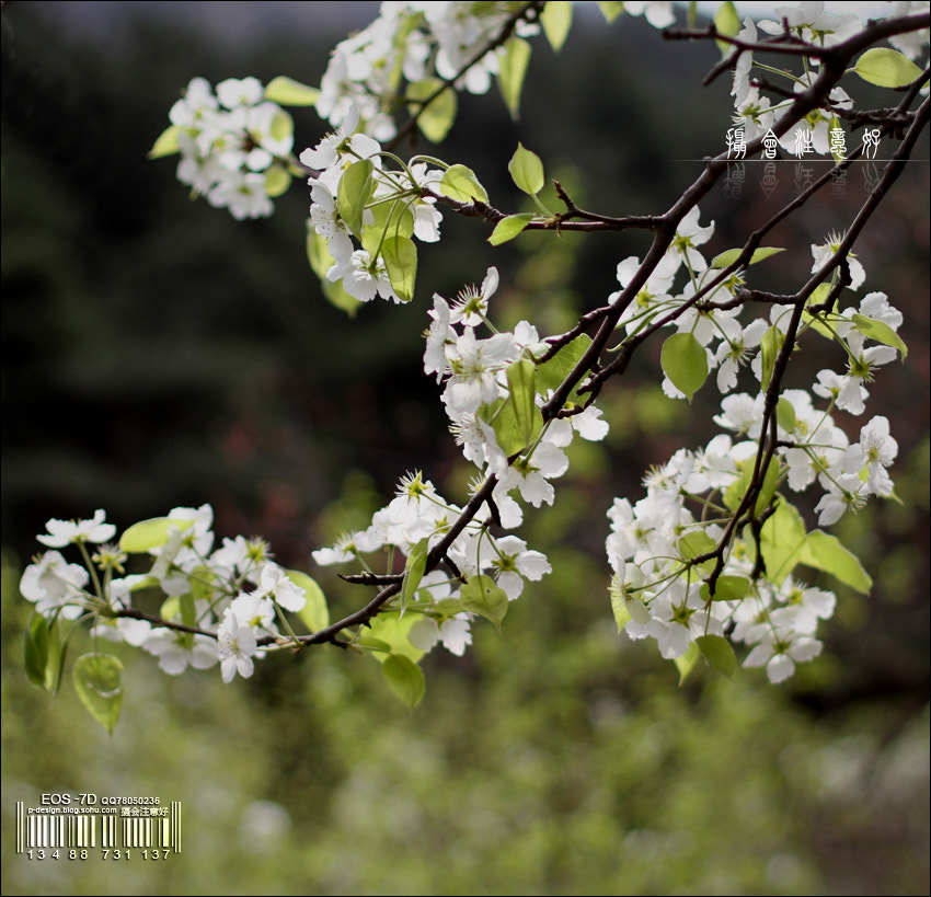 Canon EOS 7D + Sigma 24-70mm F2.8 EX DG Macro sample photo. 丁屯 photography