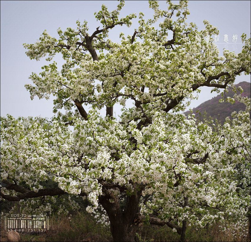 Canon EOS 7D + Sigma 24-70mm F2.8 EX DG Macro sample photo. 丁屯 photography