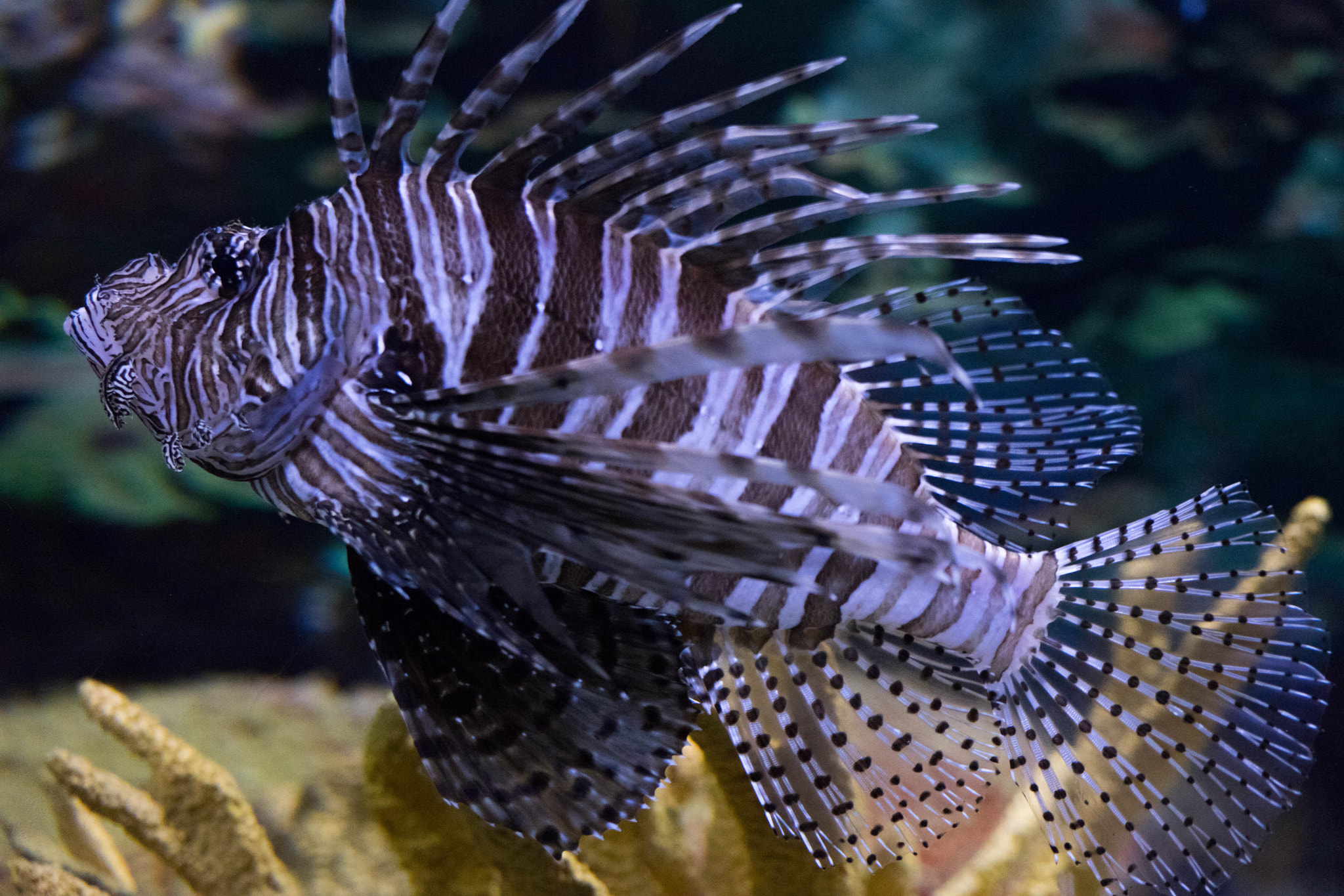 Sony FE 70-300mm F4.5-5.6 G OSS sample photo. Beautiful fish photography