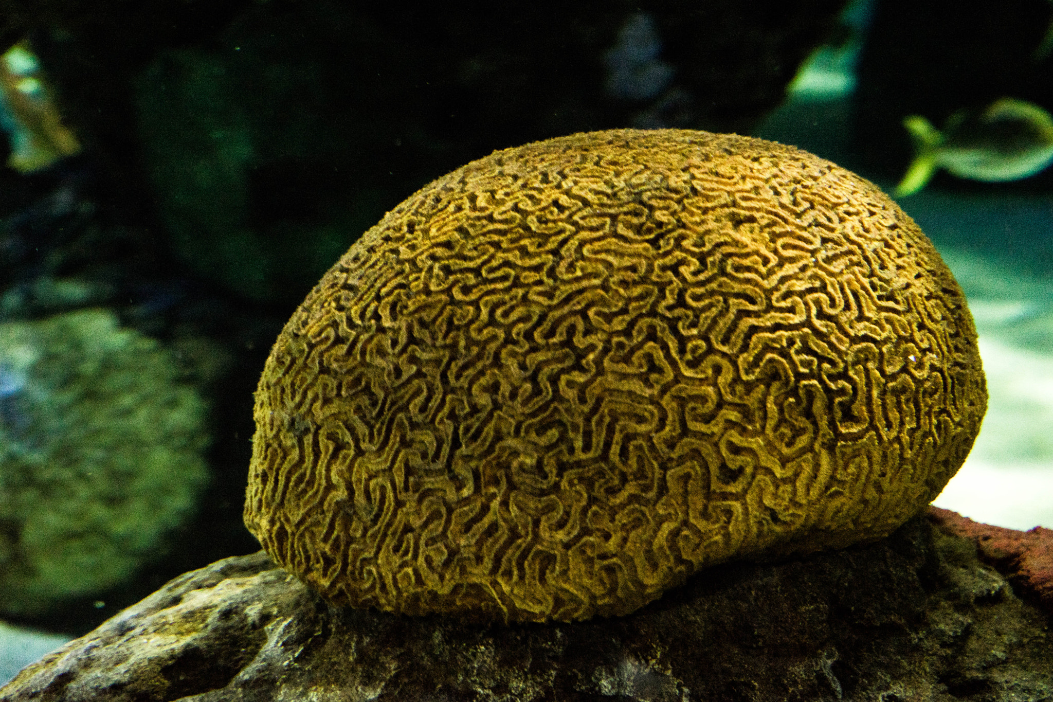 Sony a7 II + Sony FE 70-300mm F4.5-5.6 G OSS sample photo. Brain coral - also called anthozoa or "flow photography