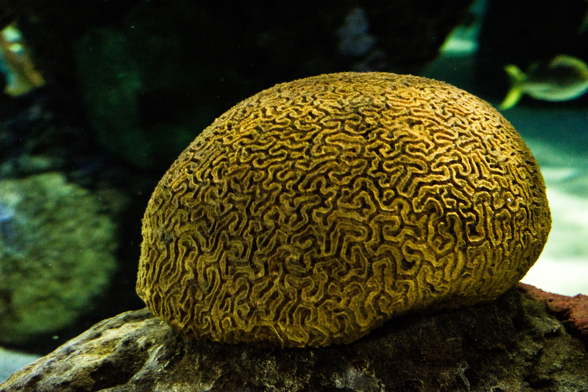 Sony FE 70-300mm F4.5-5.6 G OSS sample photo. Brain coral - also called anthozoa or "flow photography