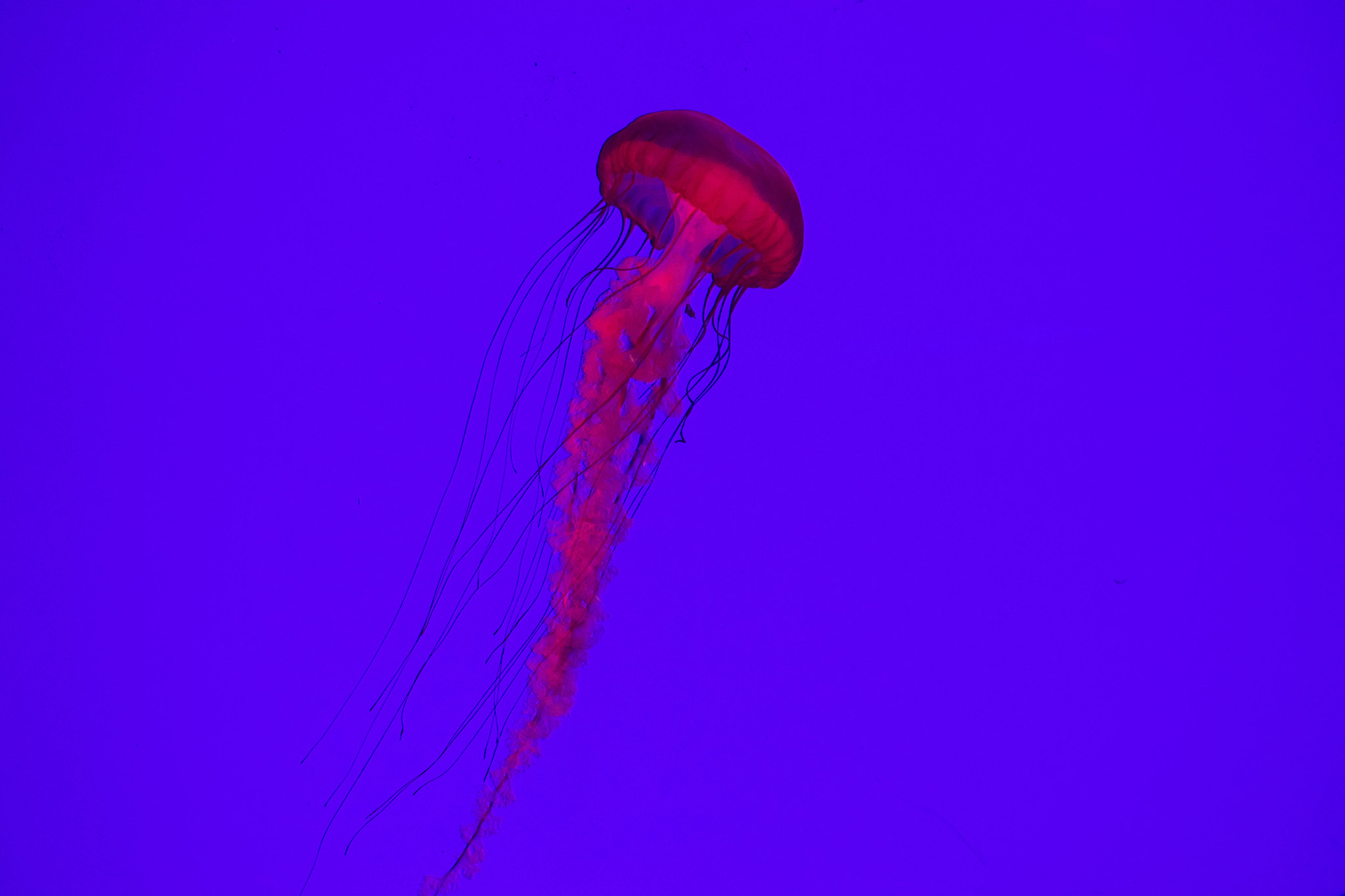 Sony FE 70-300mm F4.5-5.6 G OSS sample photo. Jellyfish in it's habitat photography