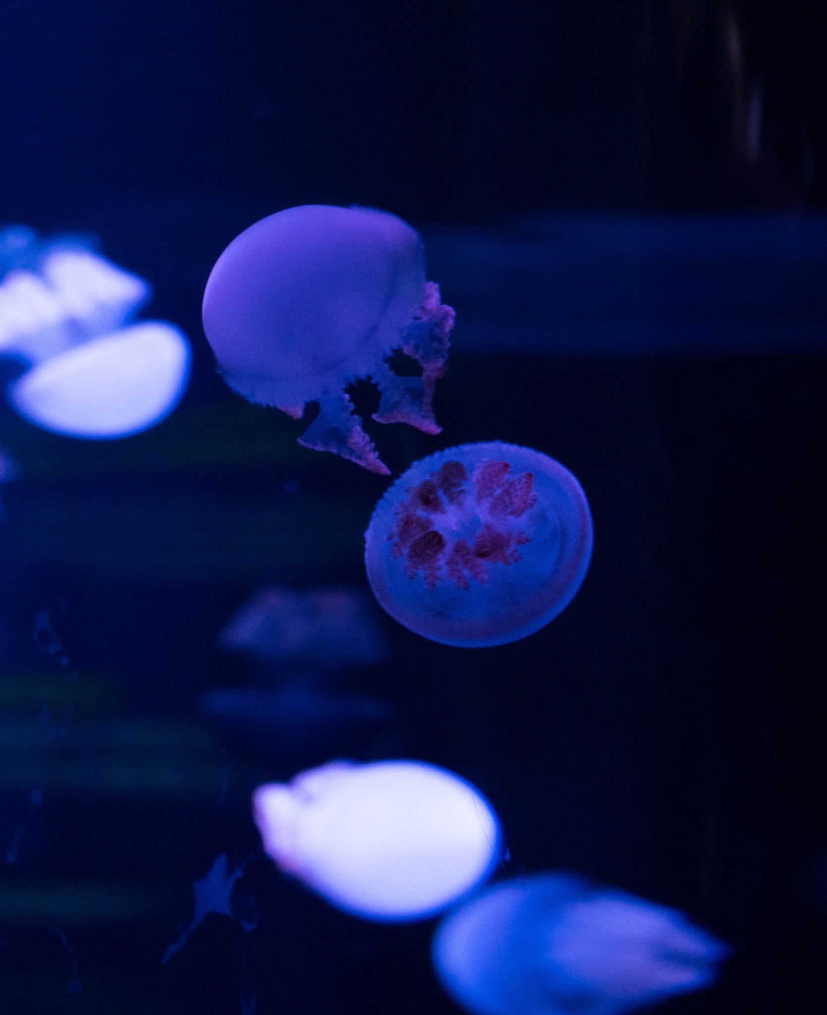 Sony FE 70-300mm F4.5-5.6 G OSS sample photo. Baby jellyfish photography