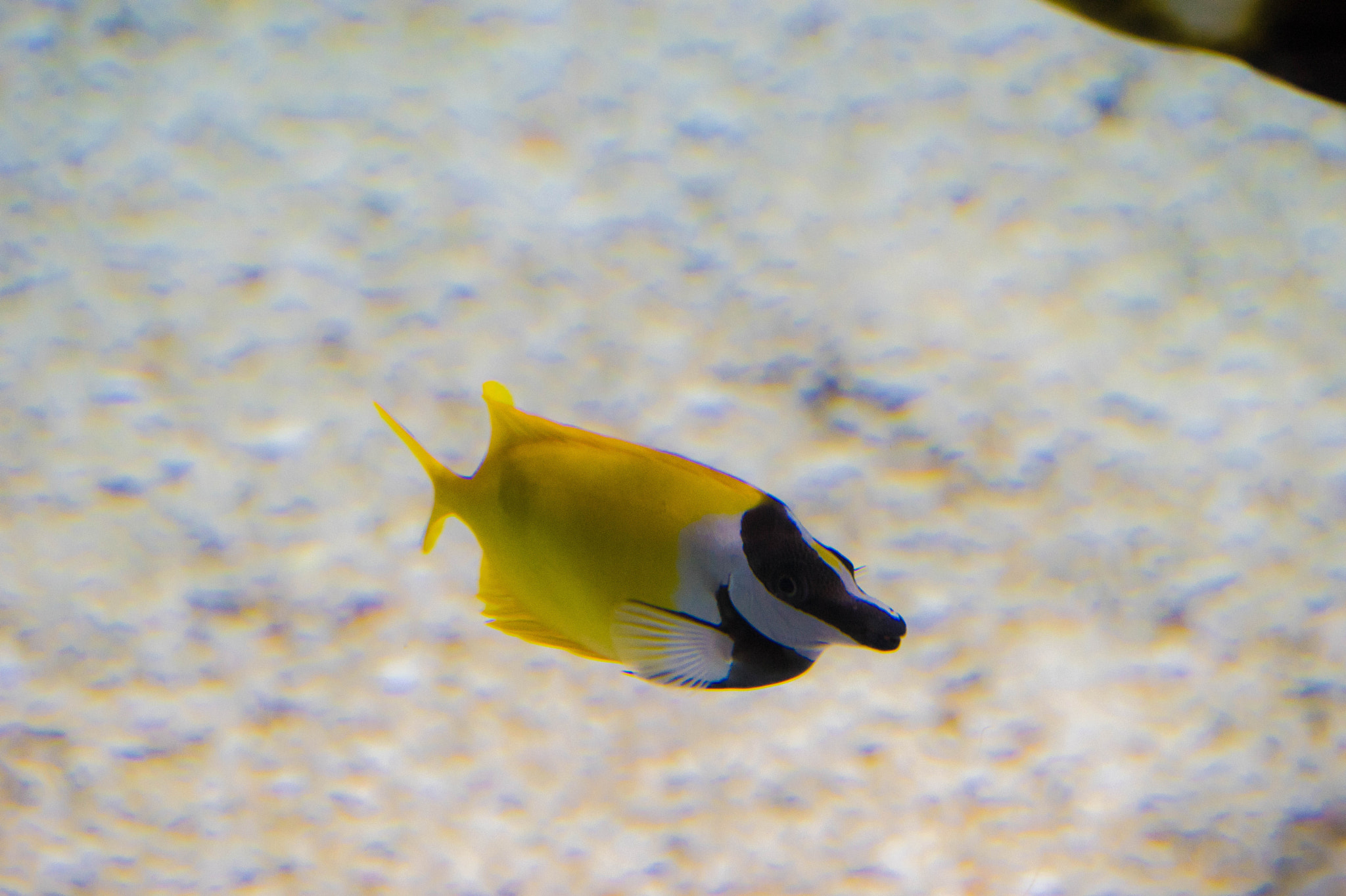 Sony FE 70-300mm F4.5-5.6 G OSS sample photo. Tanging along - yellow tang photography