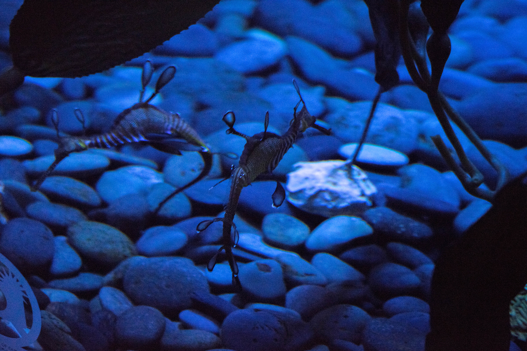 Sony FE 70-300mm F4.5-5.6 G OSS sample photo. Seahorse studs! photography